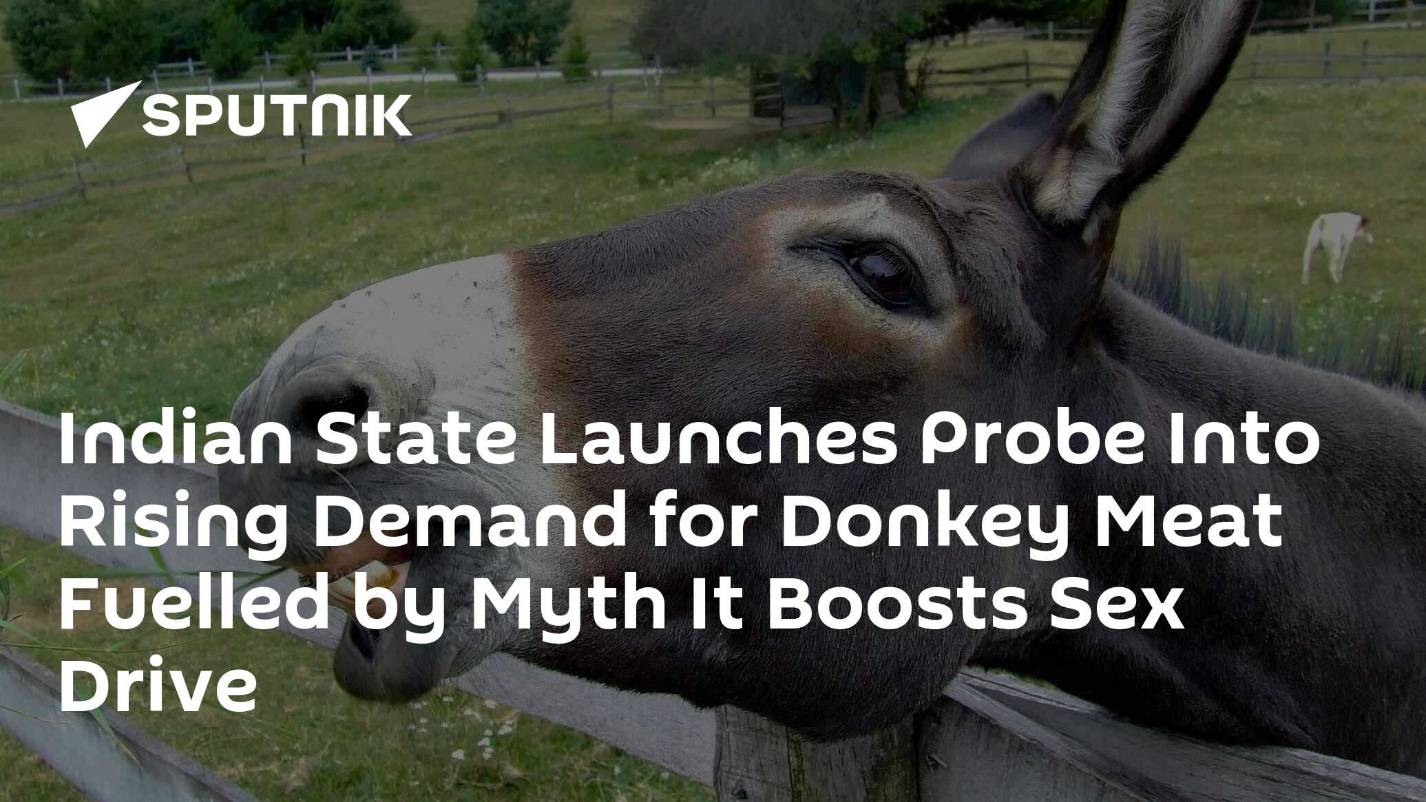 Indian State Launches Probe Into Rising Demand for Donkey Meat Fuelled by  Myth It Boosts Sex Drive - 02.03.2021, Sputnik International