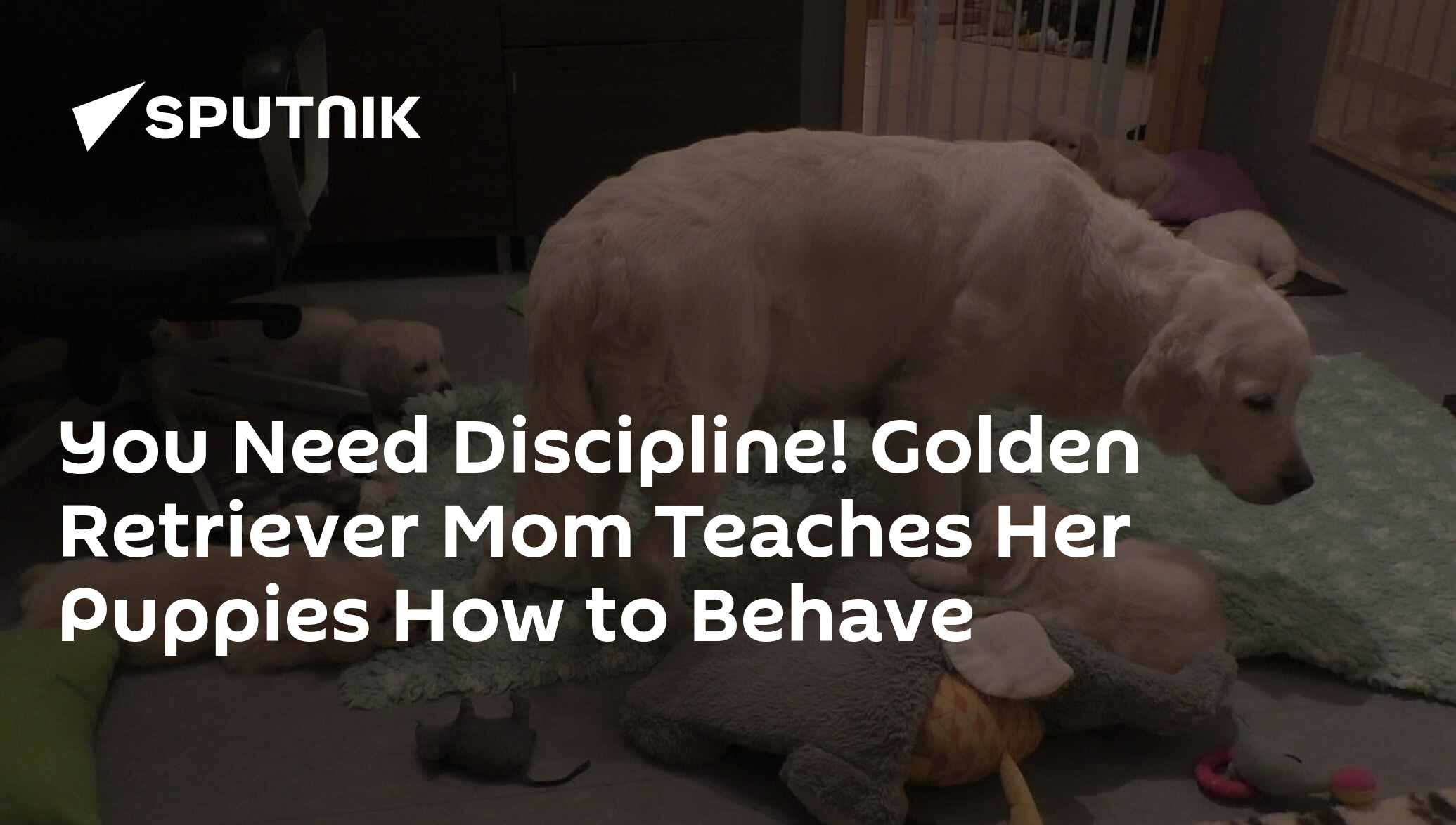You Need Discipline! Golden Retriever Mom Teaches Her Puppies How to Behave