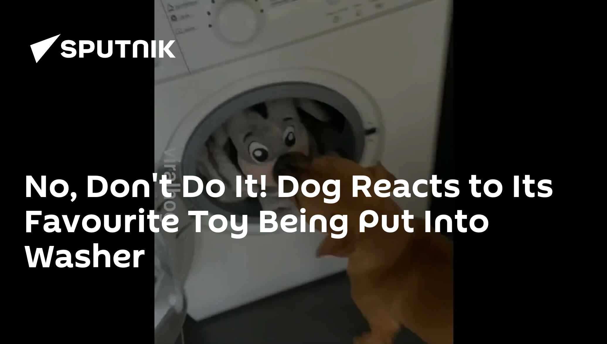 No, don't do it! Dog reacts to its favourite toy being put into washer