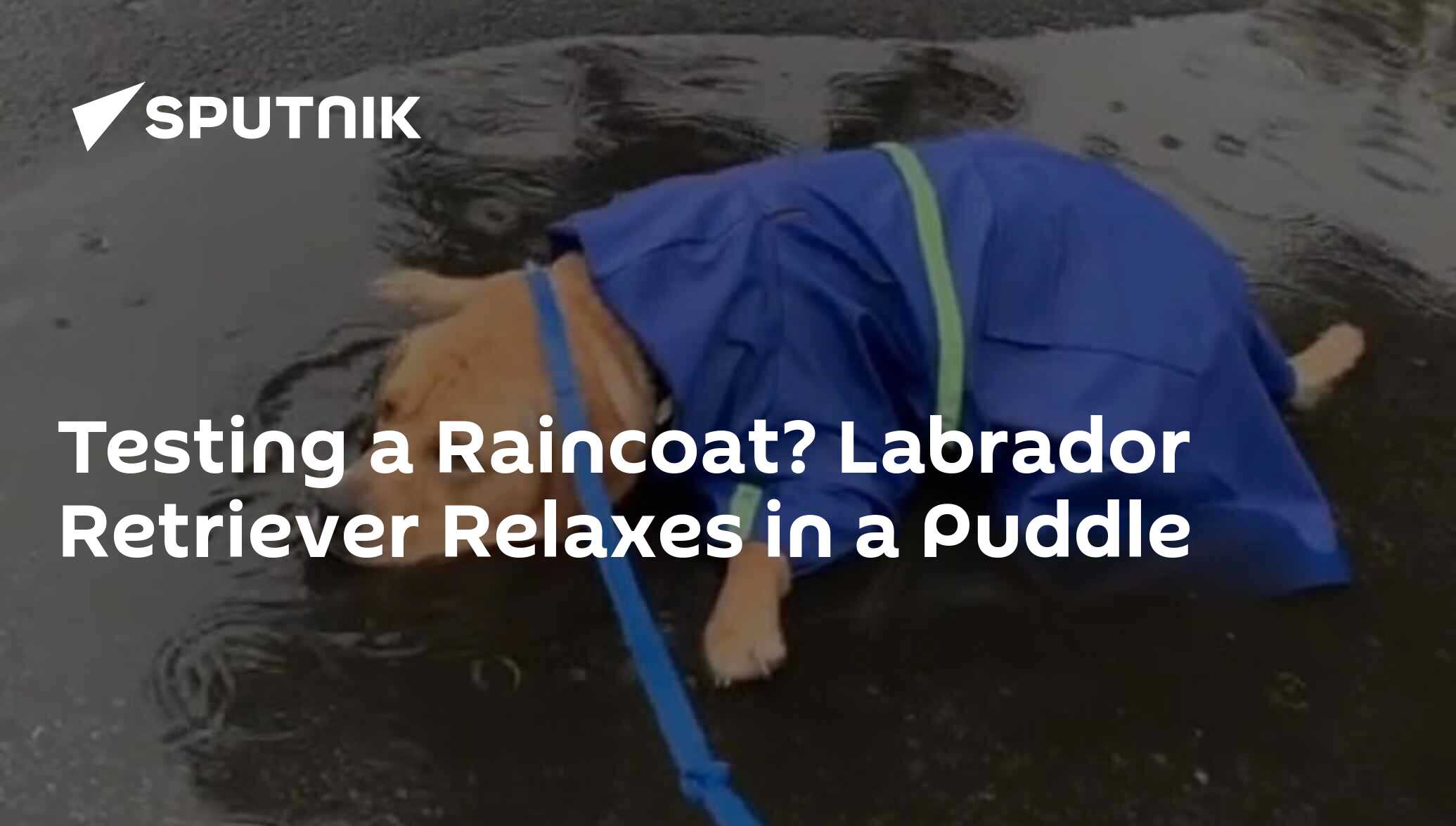 Testing a Raincoat? Labrador Retriever Relaxes in a Puddle