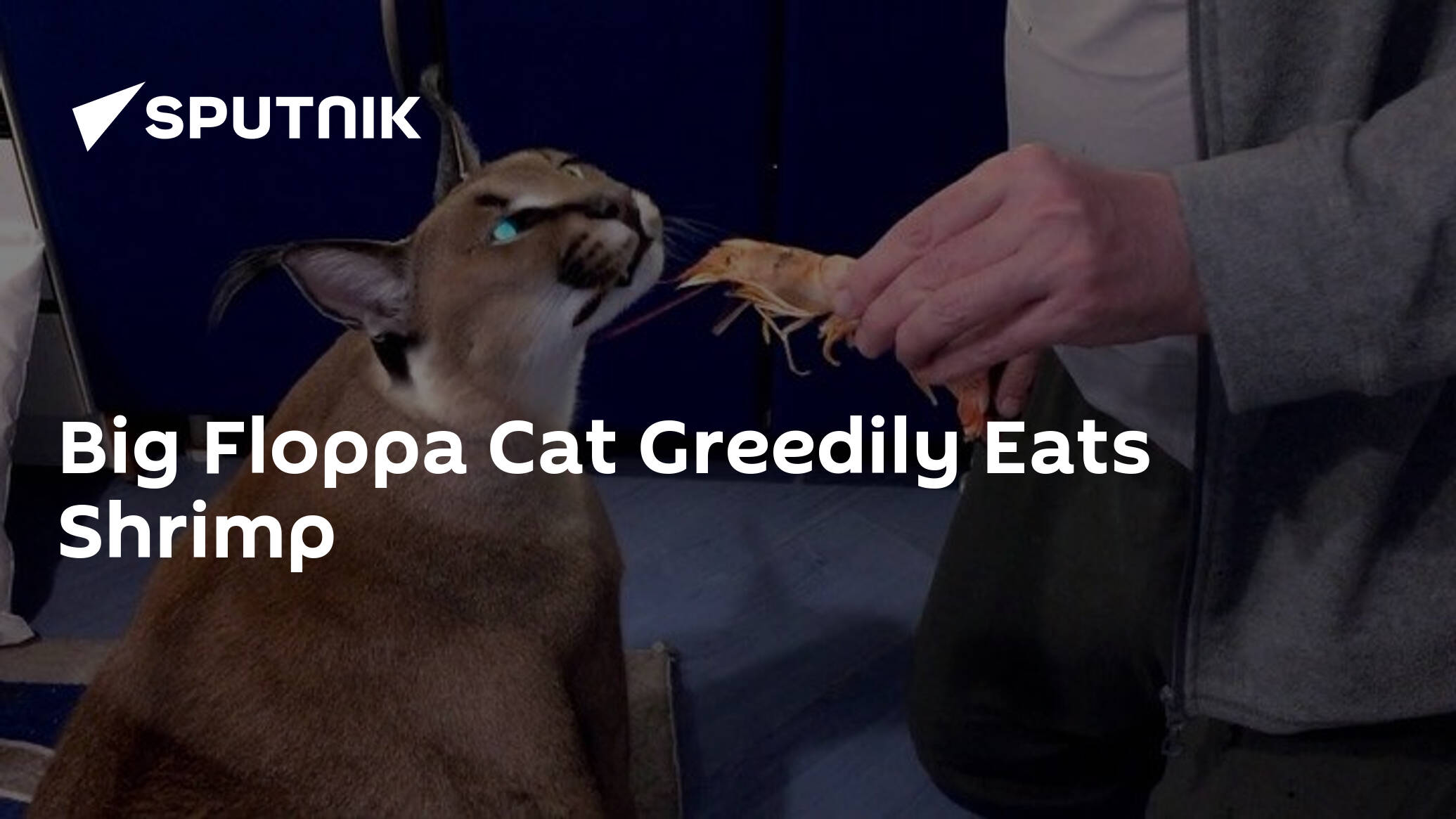 Big Floppa Cat Greedily Eats Shrimp - 25.06.2021, Sputnik International