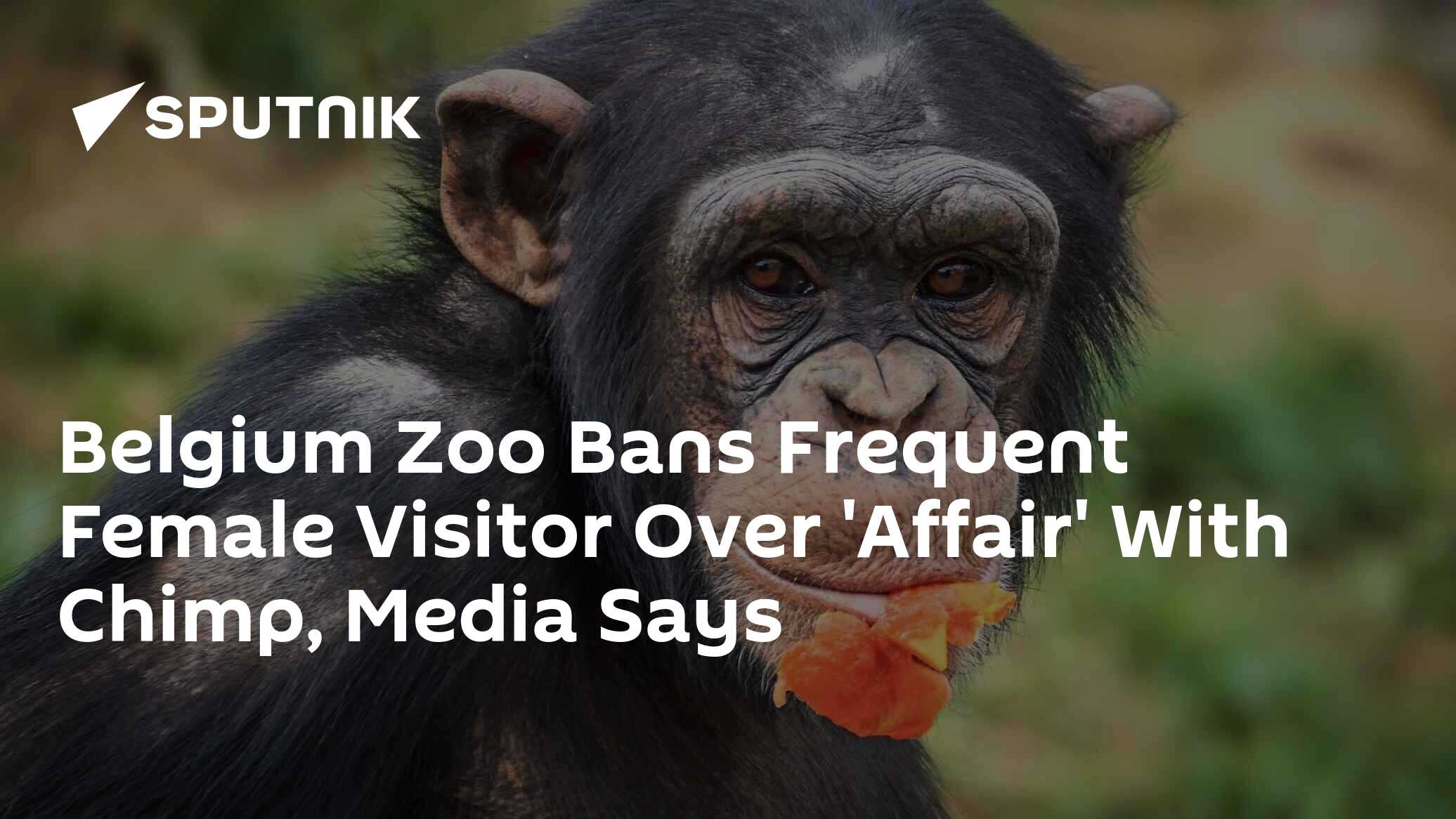 Belgium Zoo Bans Frequent Female Visitor Over 'Affair' With Chimp