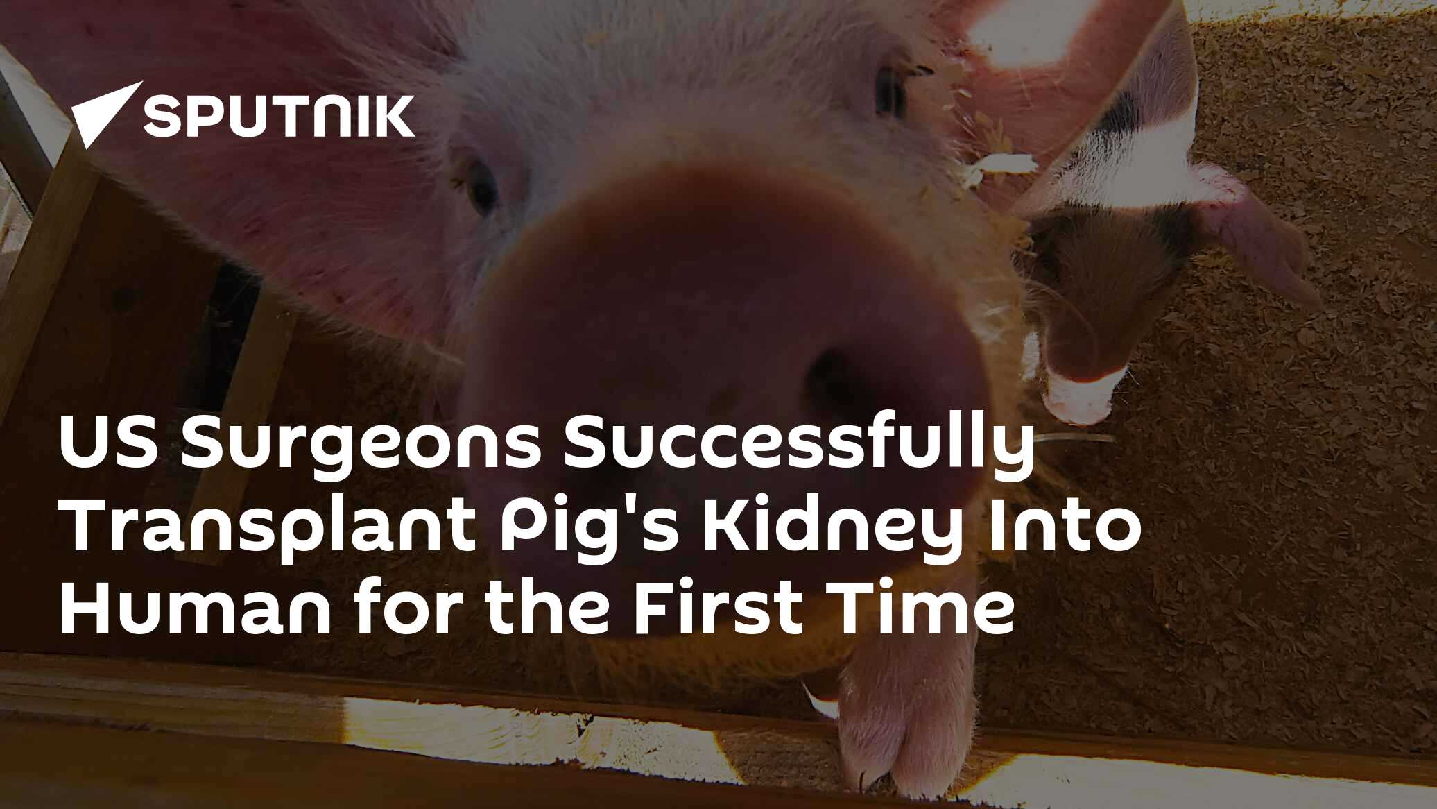 US Surgeons Successfully Transplant Pig's Kidney Into Human for the