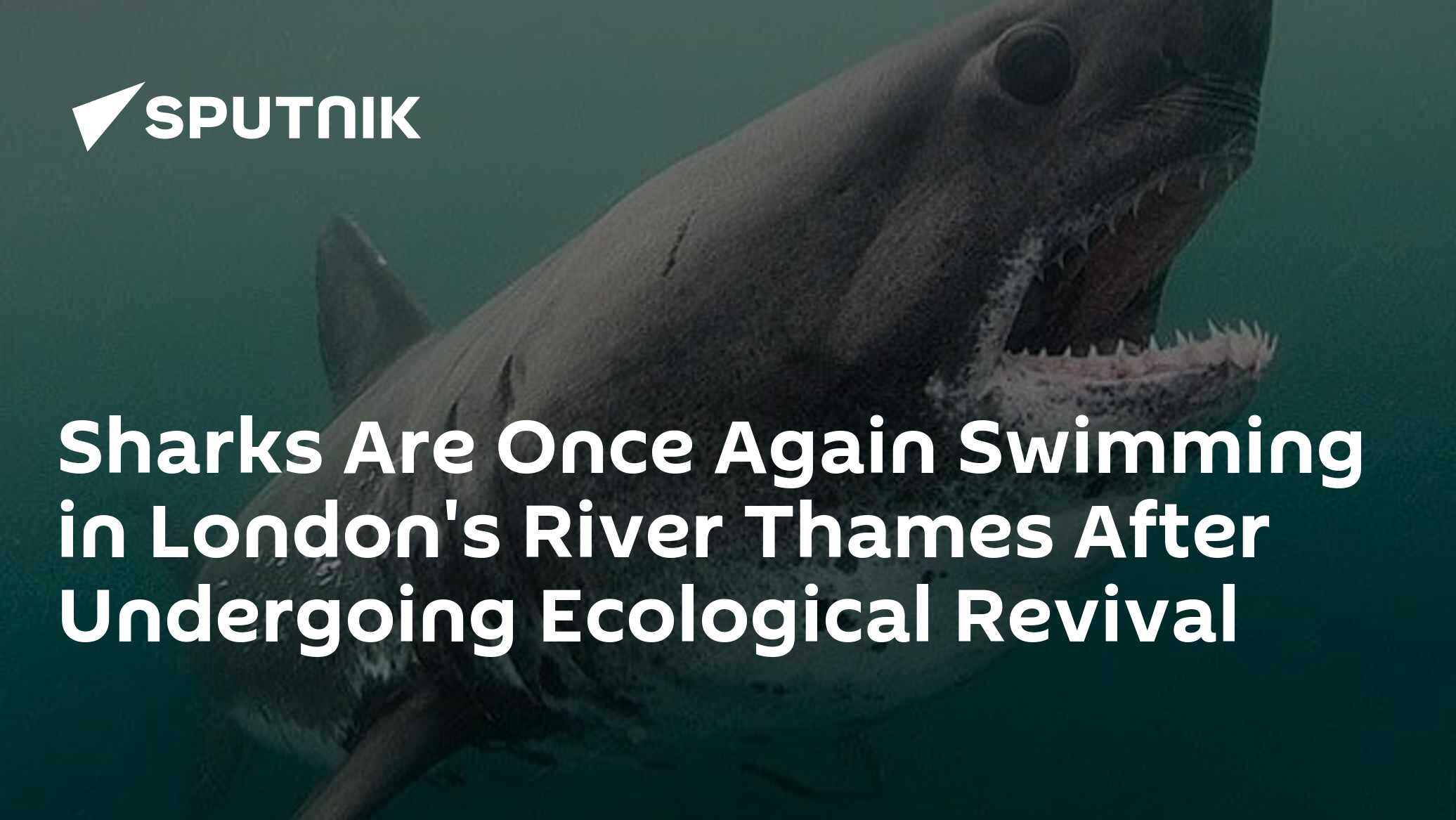 Sharks Are Once Again Swimming in London's River Thames After