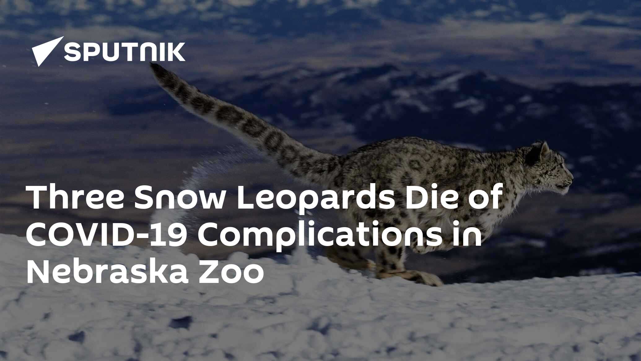 Three Snow Leopards Die of COVID-19 Complications in Nebraska Zoo - 14.