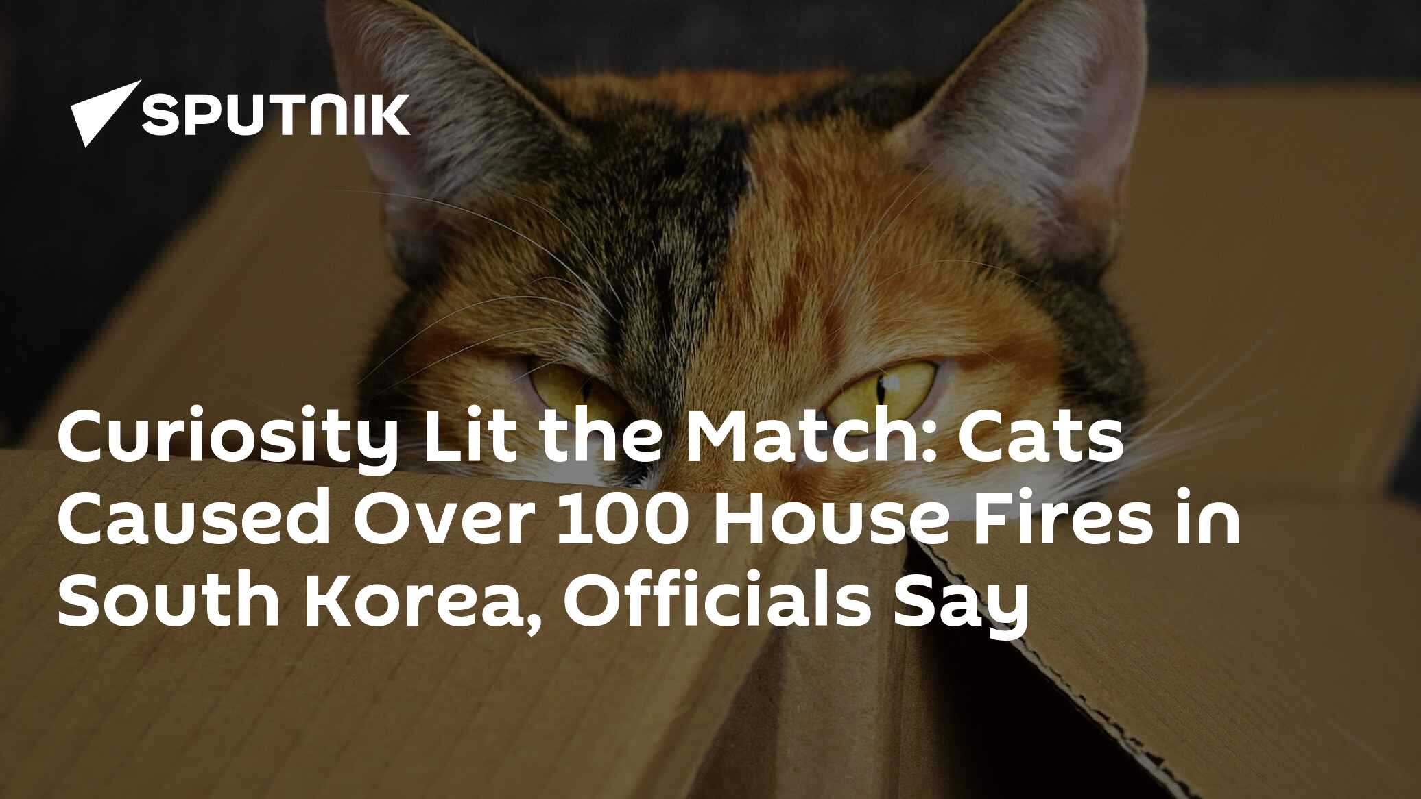 Curiosity Lit the Match Cats Caused Over 100 House Fires in South(02)