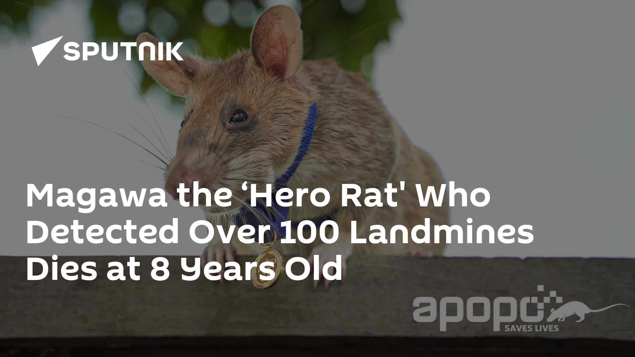Magawa the ‘Hero Rat' Who Detected Over 100 Landmines Dies at 8 Years Old(02)