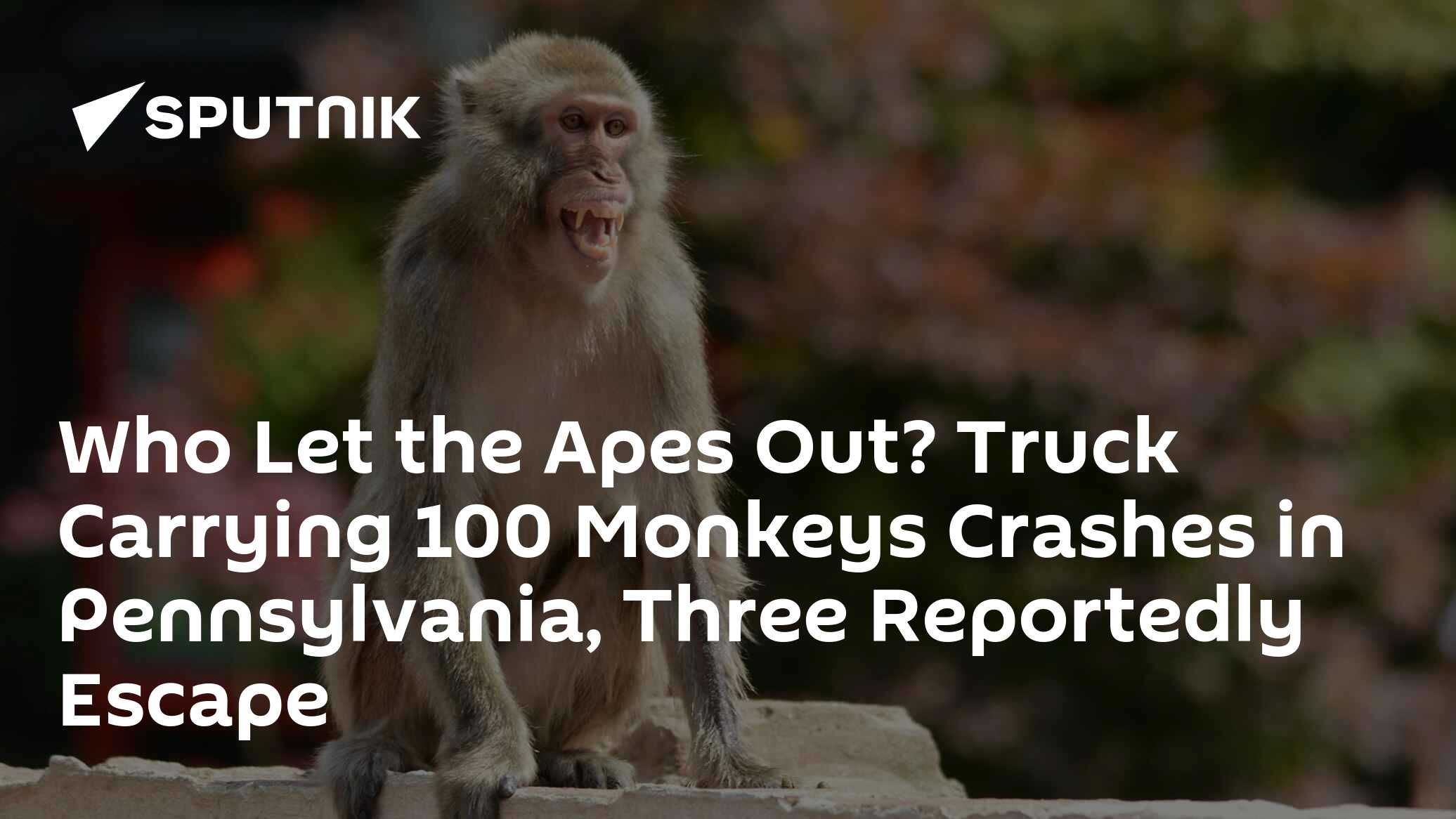 Who Let the Apes Out? Truck Carrying 100 Monkeys Crashes in
