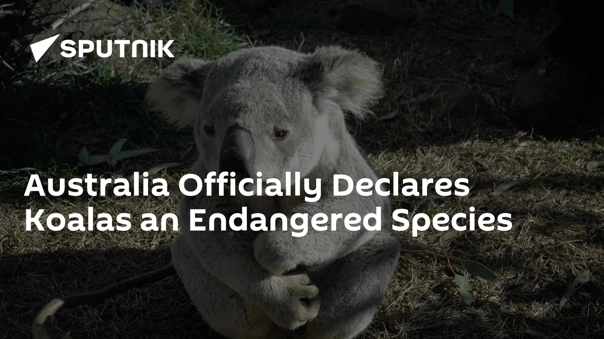 Australia Officially Declares Koalas an Endangered Species 11.02.2022(00)