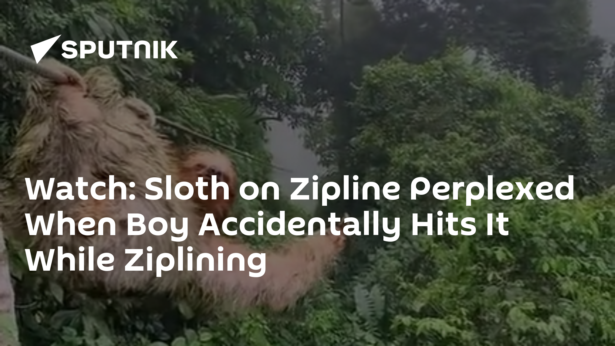 Watch Sloth on Zipline Perplexed When Boy Accidentally Hits It While