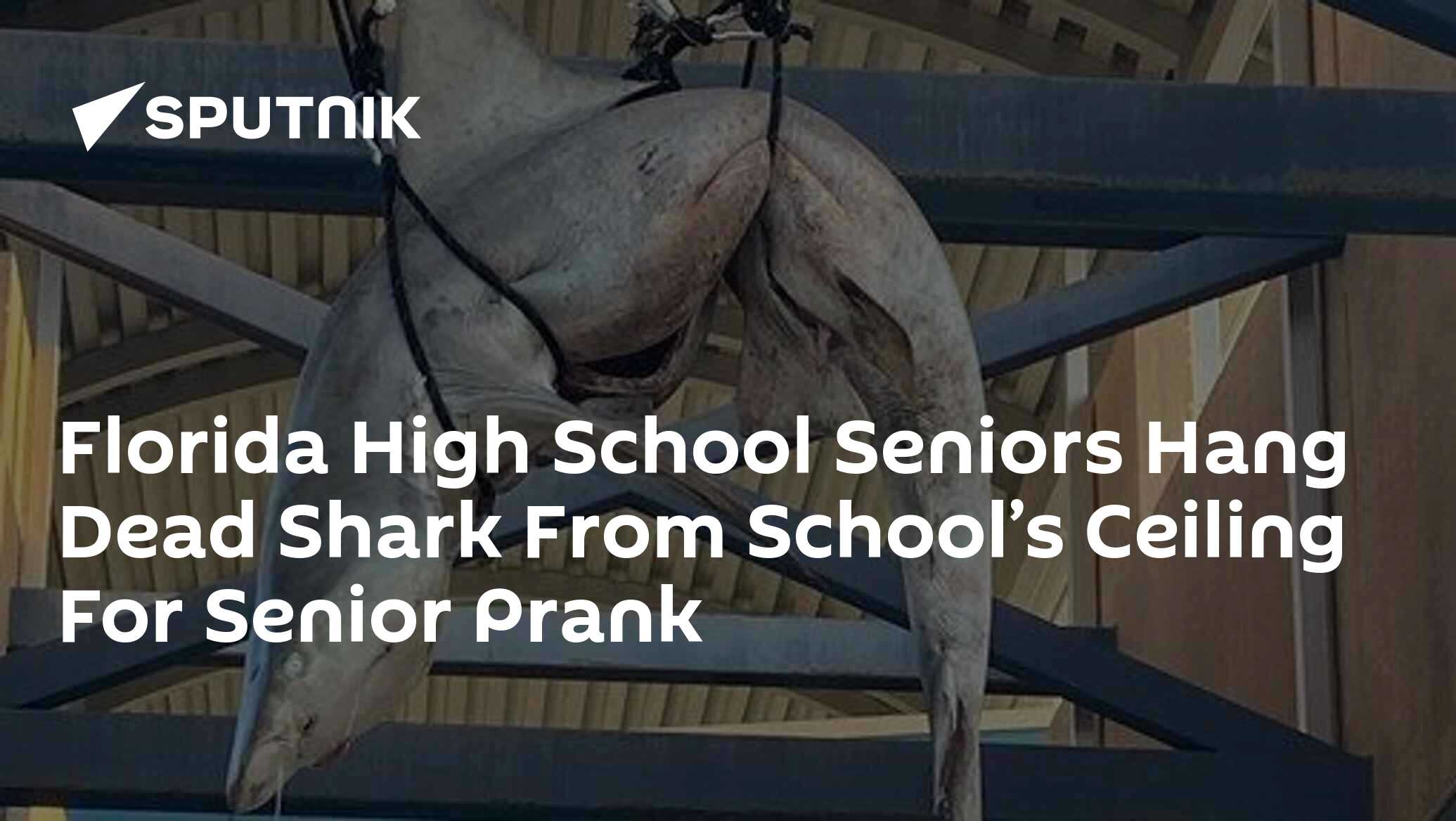 Florida High School Seniors Hang Dead Shark From School’s Ceiling For