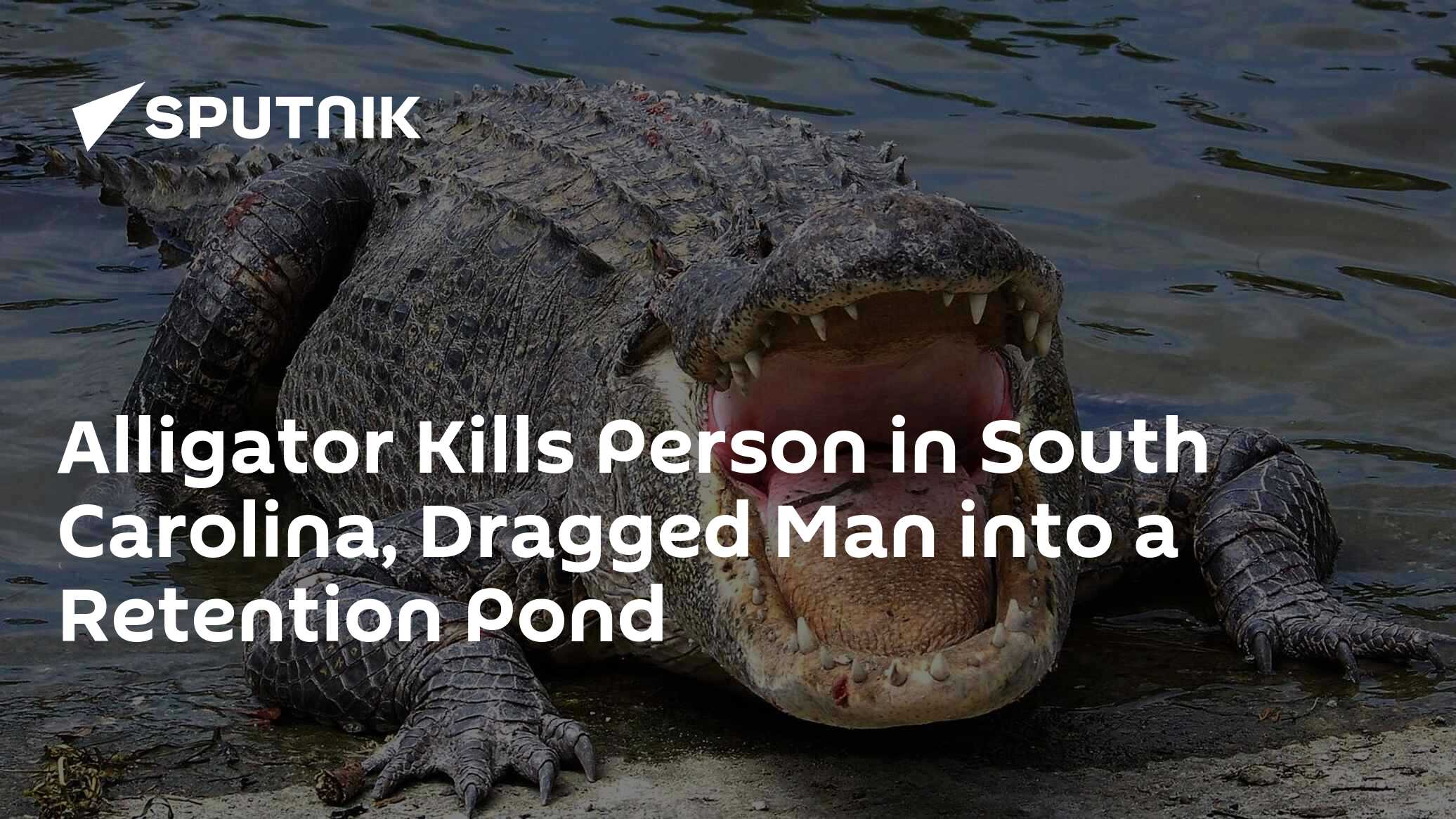 Alligator Kills Person in South Carolina, Dragged Man into a Retention