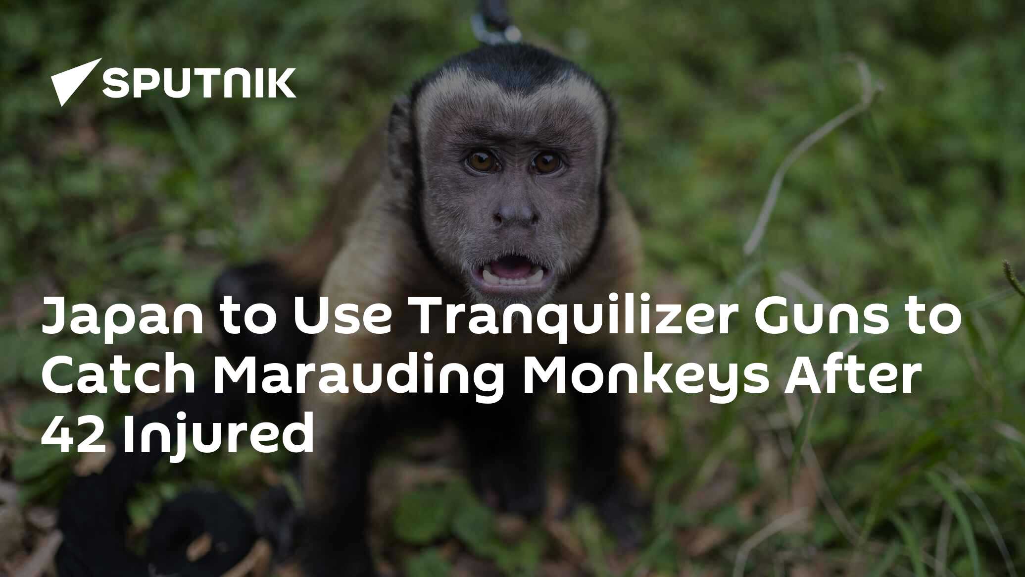 Japan to Use Tranquilizer Guns to Catch Marauding Monkeys After 42 ...