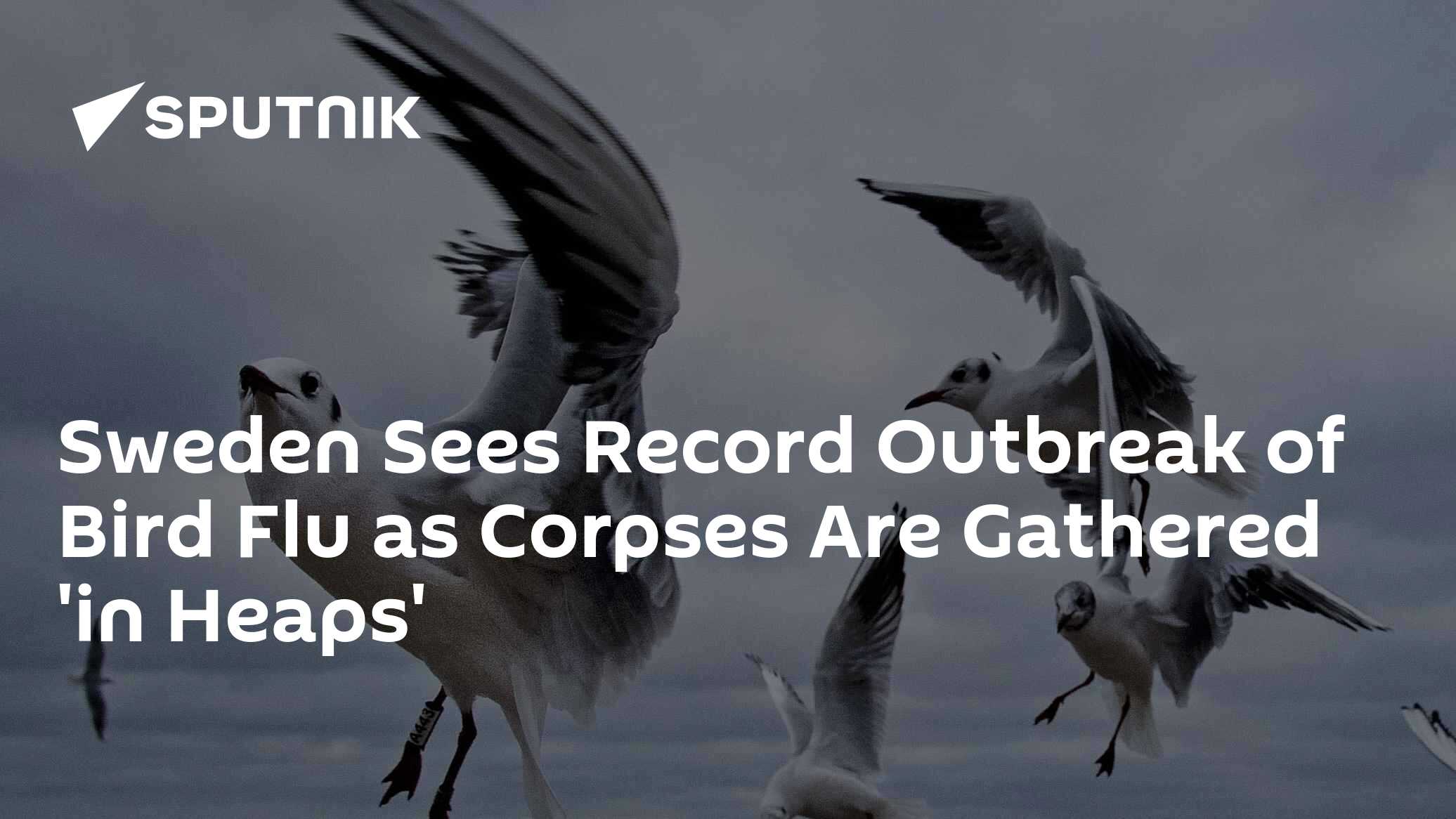 Sweden Sees Record Outbreak of Bird Flu as Corpses Are Gathered 'in ...