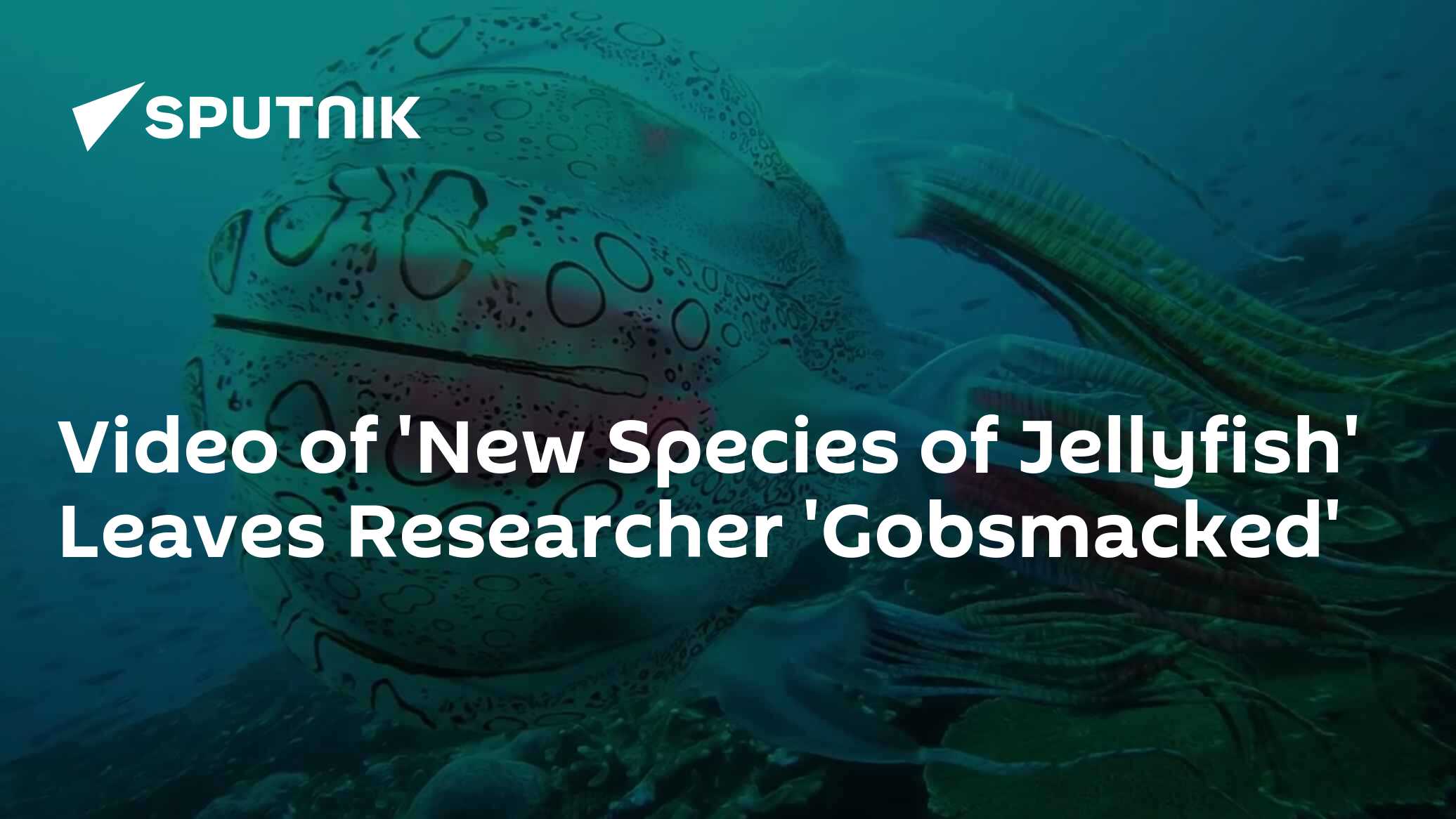 Video of 'New Species of Jellyfish' Leaves Researcher 'Gobsmacked' 05