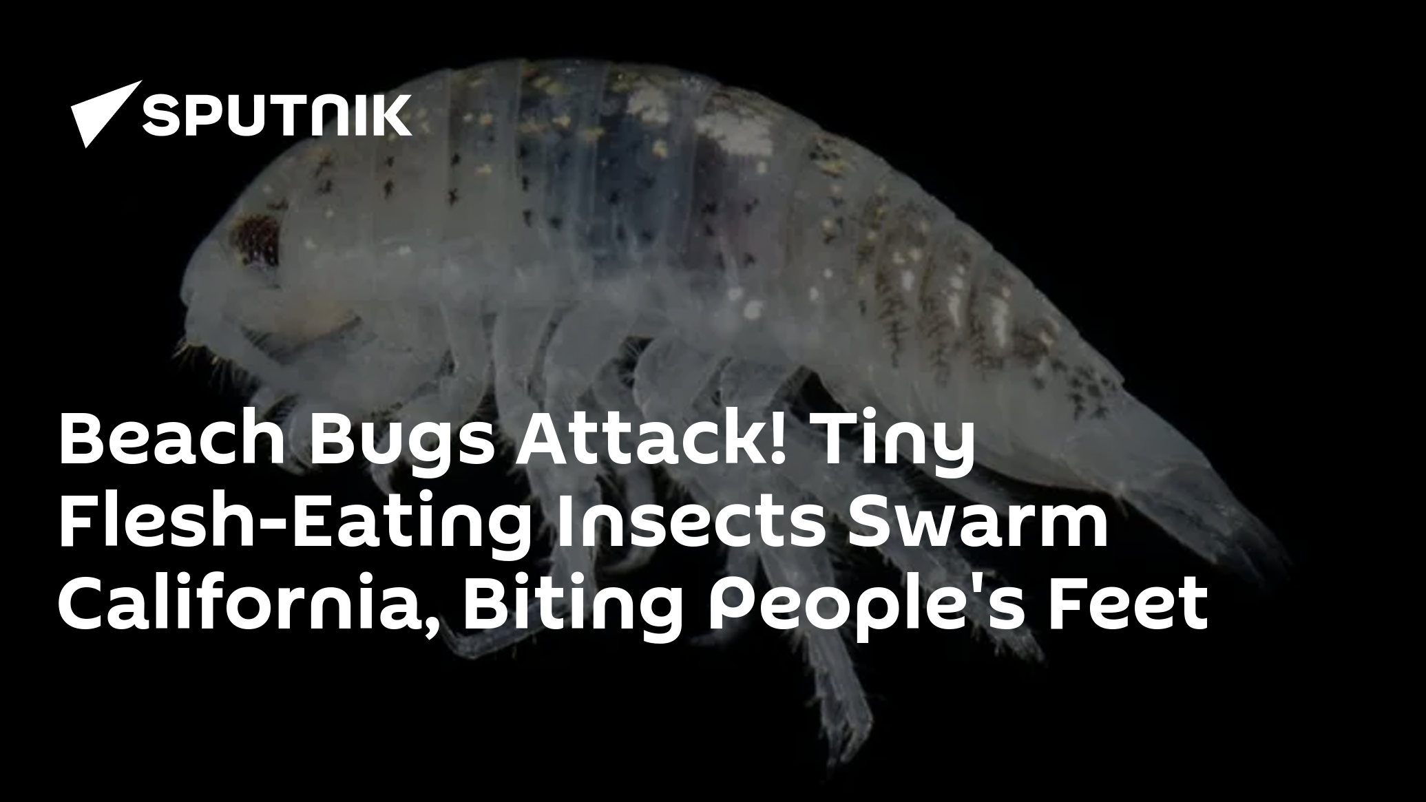 Beach Bugs Attack! Tiny FleshEating Insects Swarm California, Biting People's Feet 04.09.2022