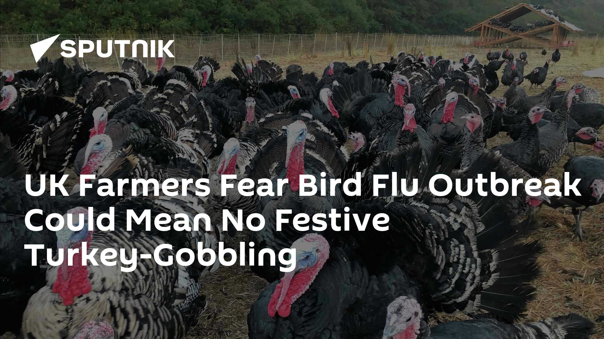UK Farmers Fear Bird Flu Outbreak Could Mean No Festive TurkeyGobbling 03.10.2022, Sputnik