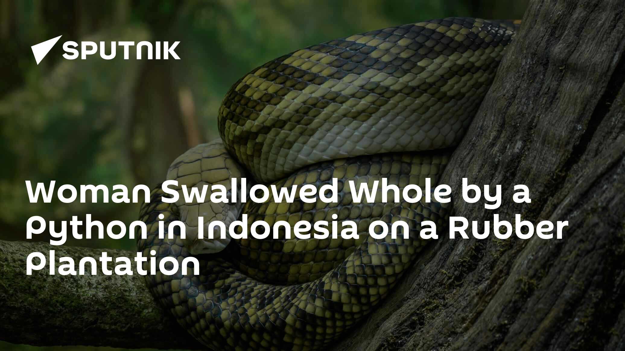 Woman Swallowed Whole by a Python in Indonesia on a Rubber Plantation ...