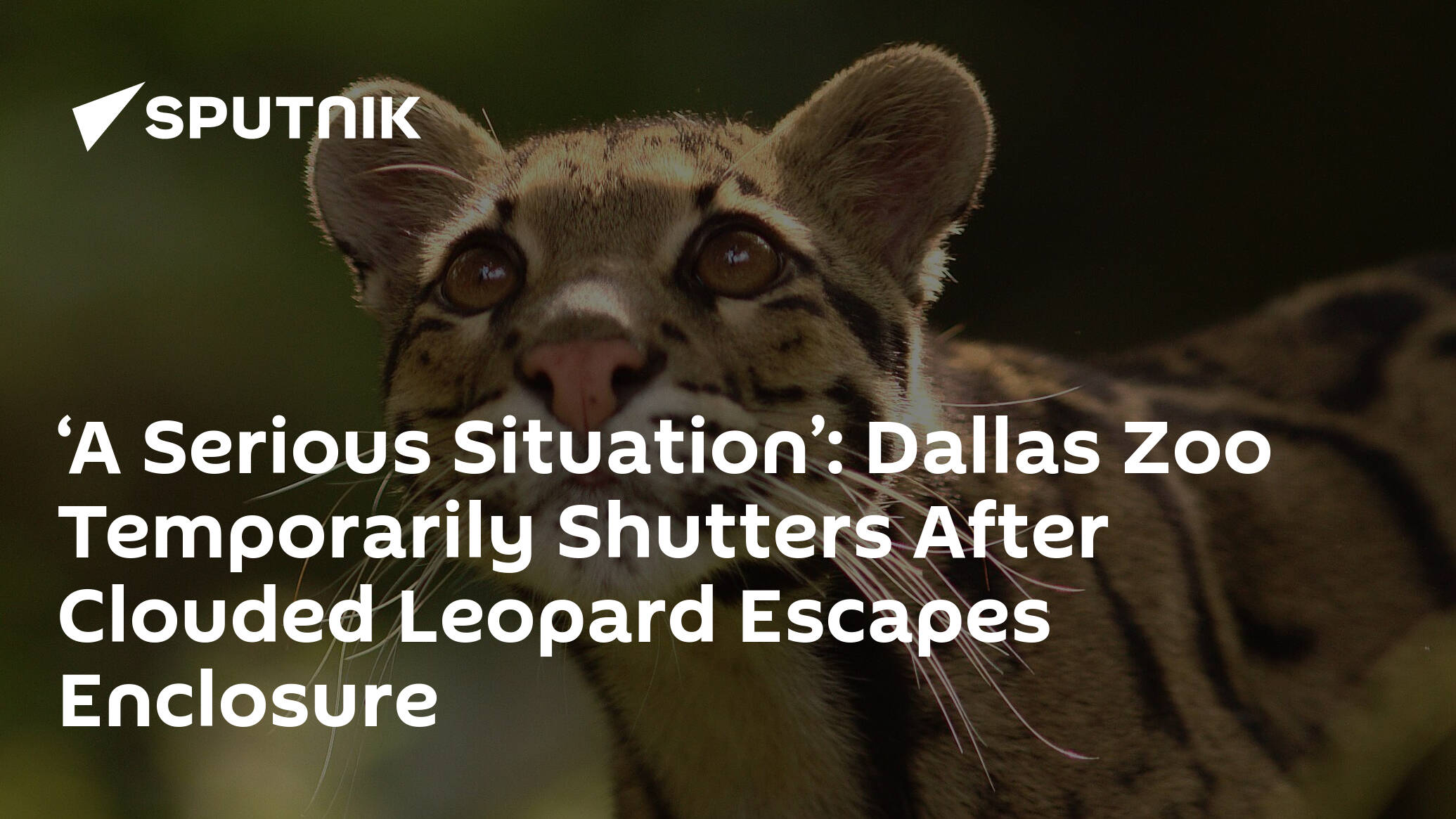 A Serious Situation': Dallas Zoo Temporarily Shutters After Clouded Leopard  Escapes Enclosure - 13.01.2023, Sputnik International