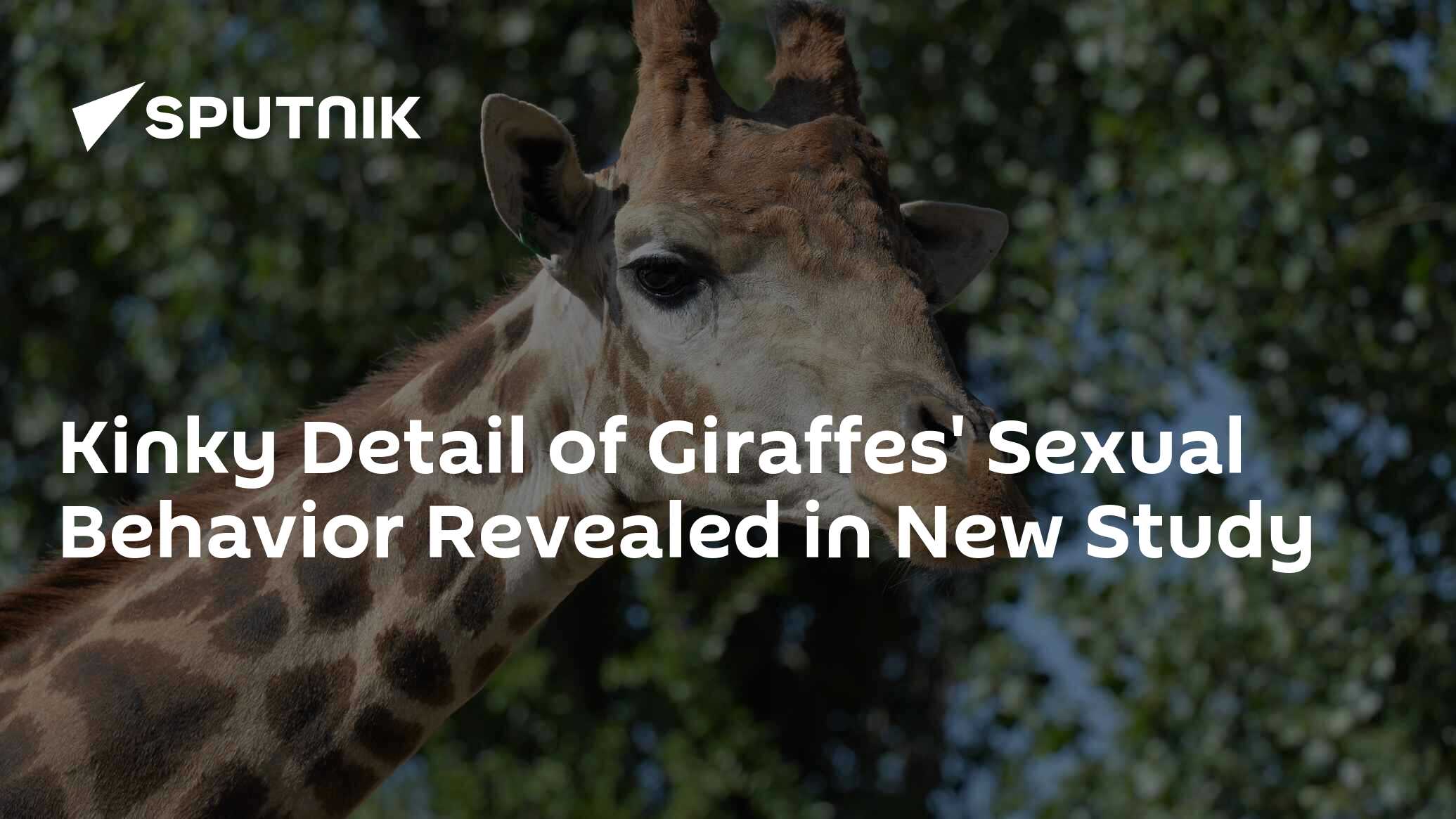 Kinky Detail of Giraffes' Sexual Behavior Revealed in New Study