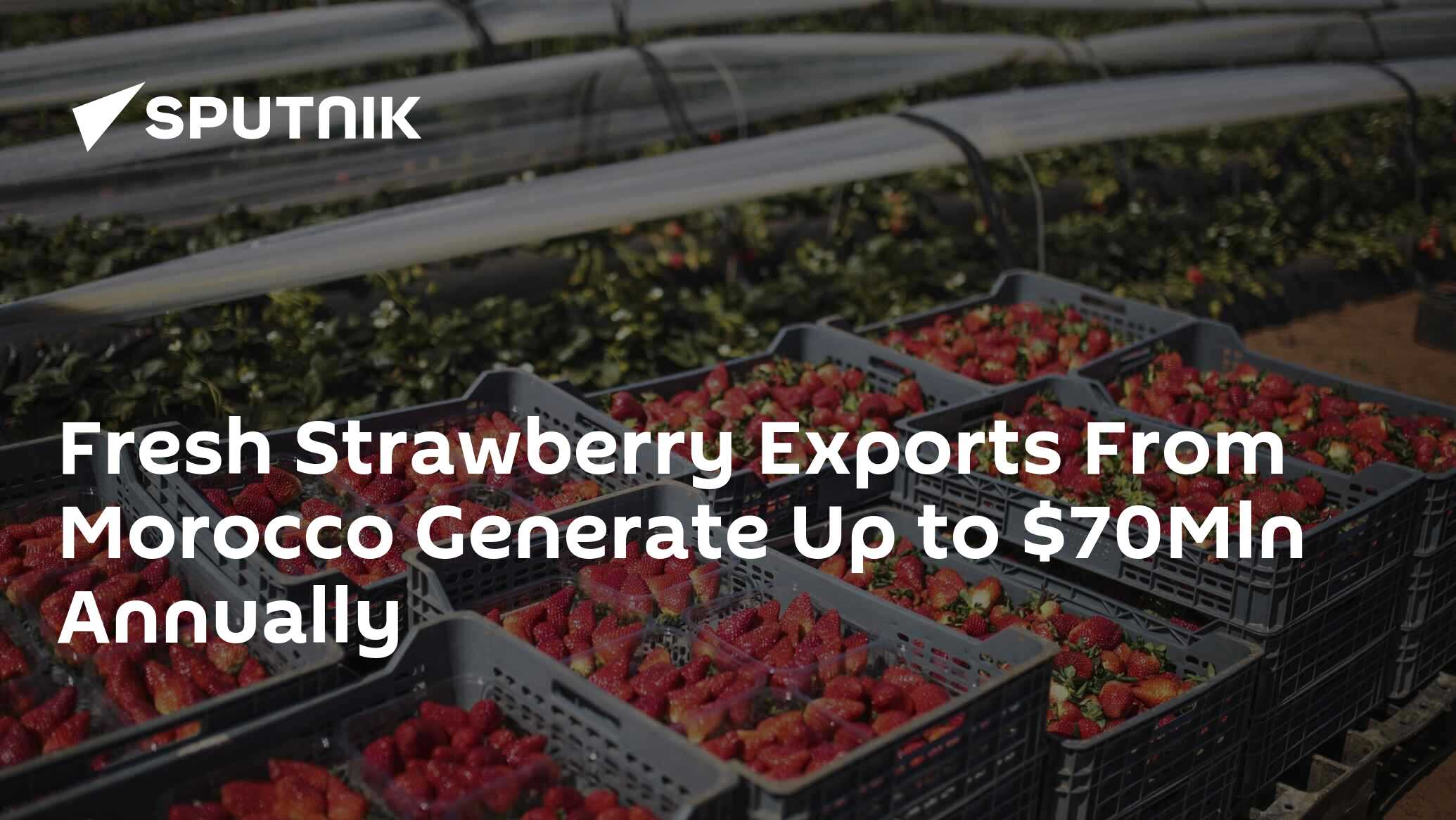 Fresh Strawberry Exports from Morocco Generate up to 70 Mln Annually