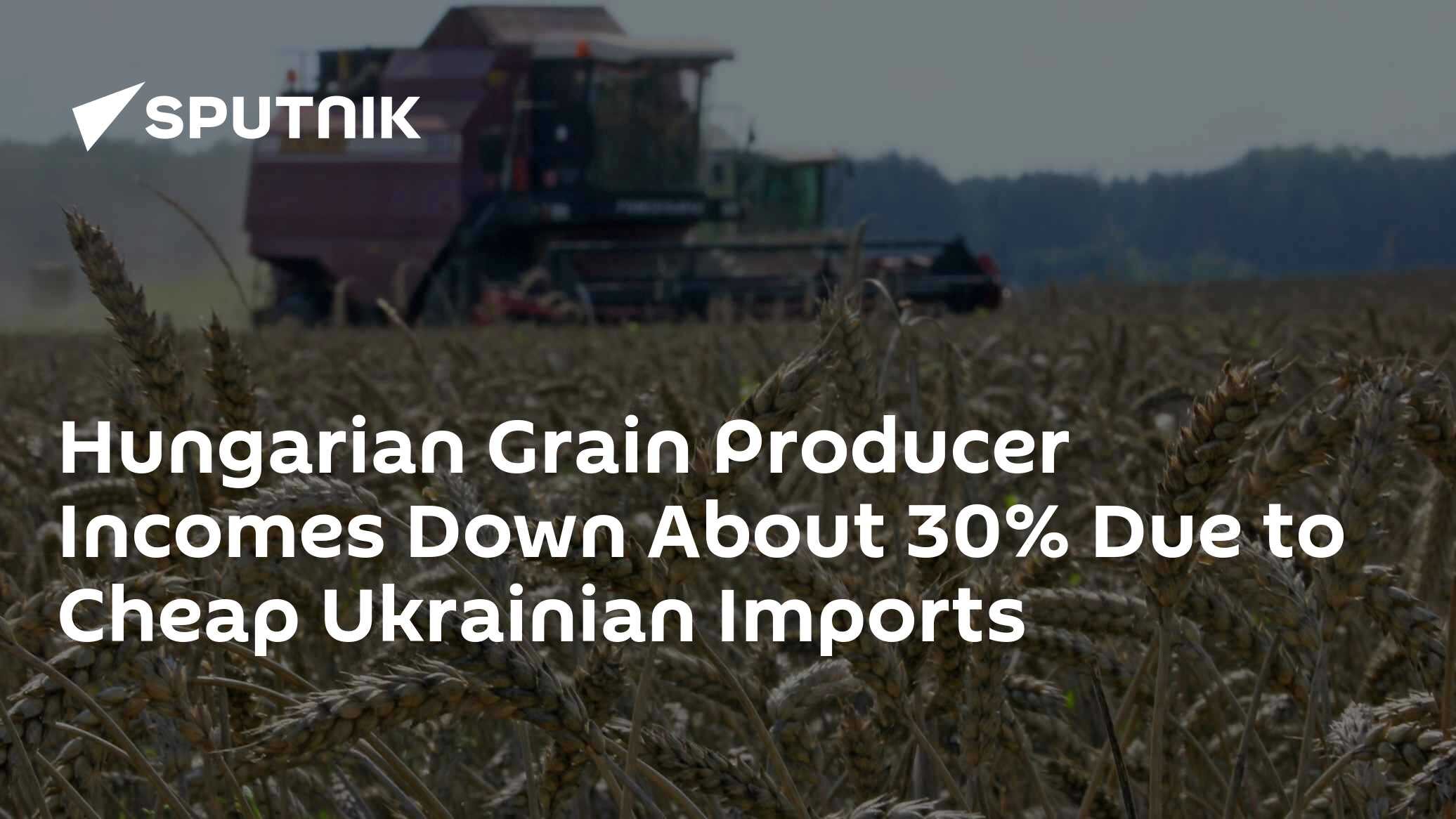 Hungarian Grain Producer Incomes Down About 30% Due to Cheap Ukrainian Imports Hungarian Grain Producer Incomes Down About 30% Due to Cheap Ukrainian Imports