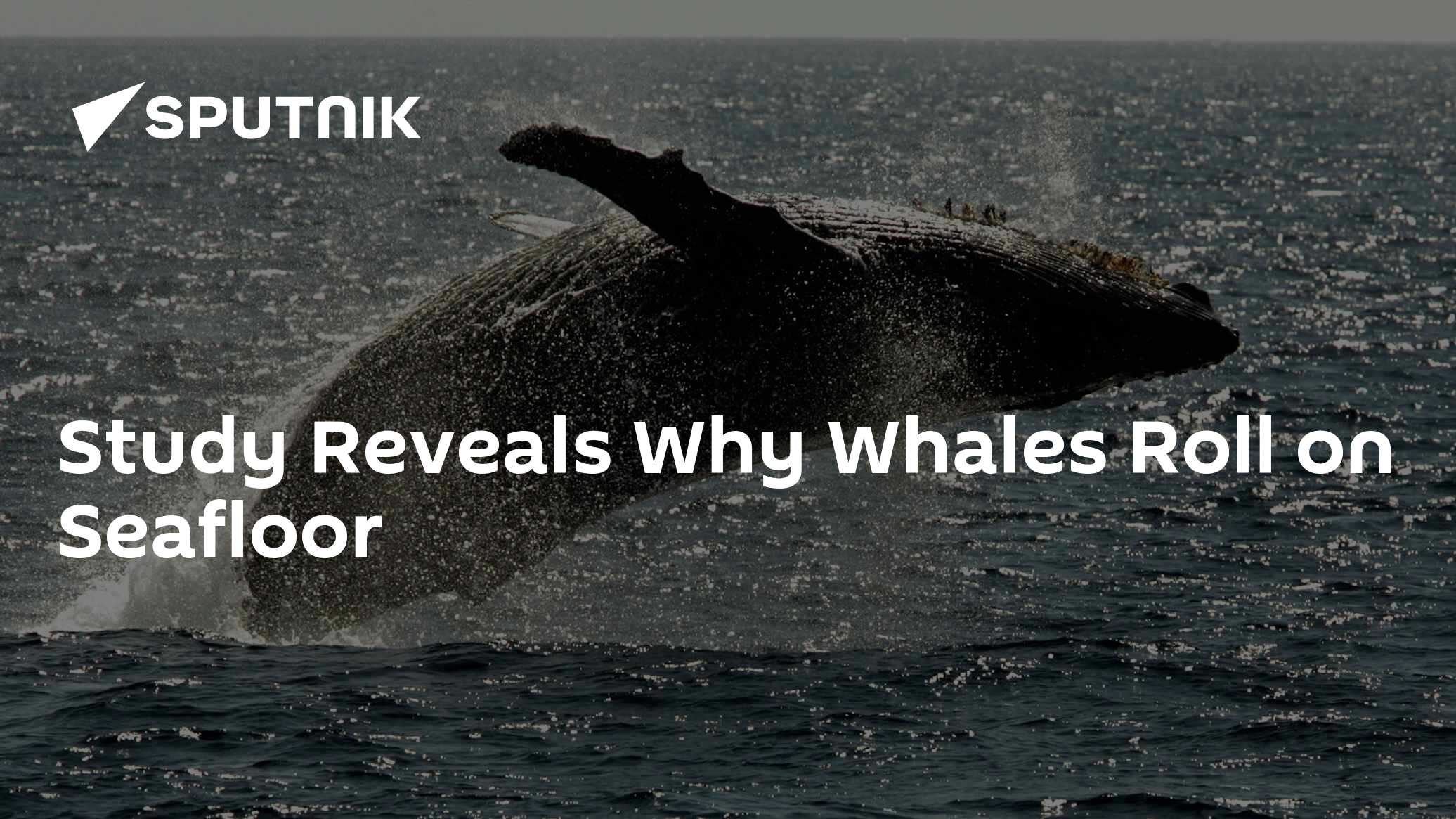 Study Reveals Why Whales Roll on Seafloor - Vimarsana News