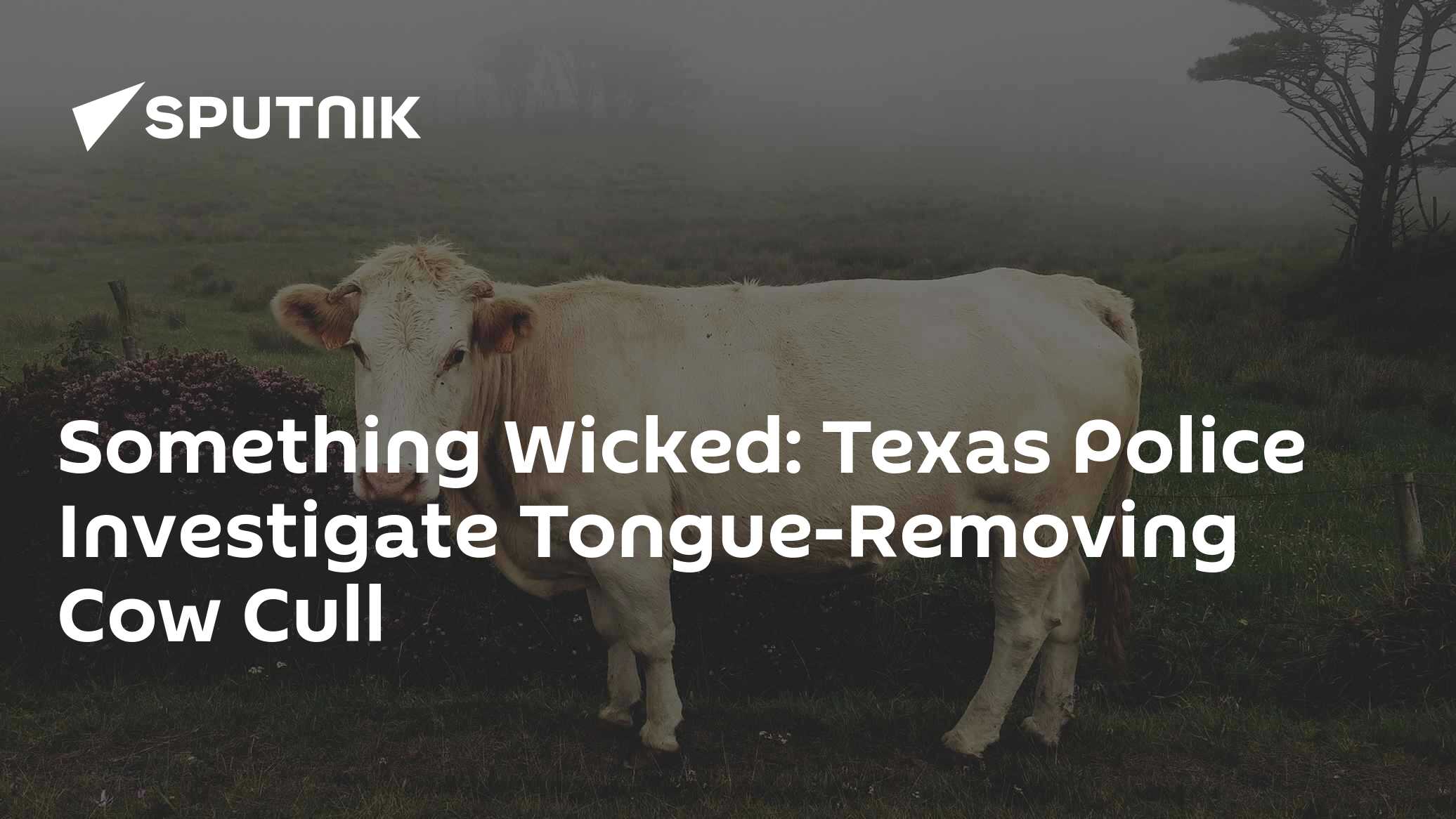 Somebody Kills Texas Cows and Removes Their Tongues - Vimarsana News