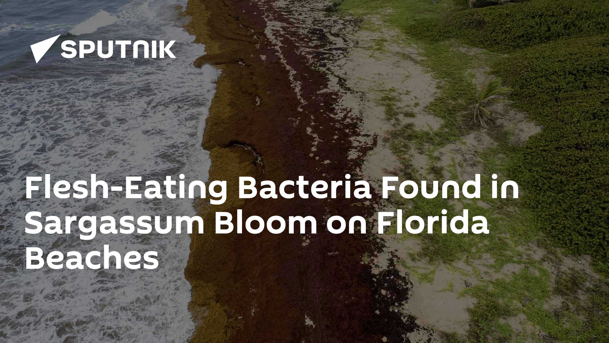 FleshEating Bacteria Found in Sargassum Bloom on Florida Beaches