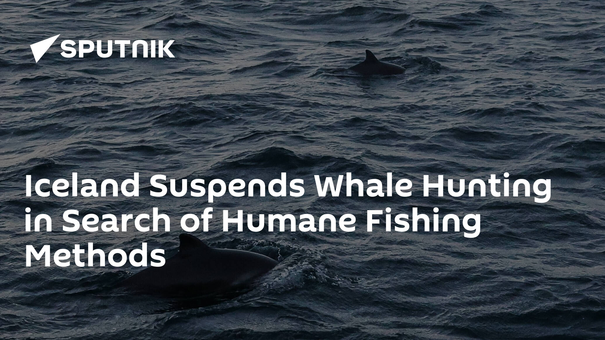 Iceland Suspends Whale Hunting in Search of Humane Fishing Methods