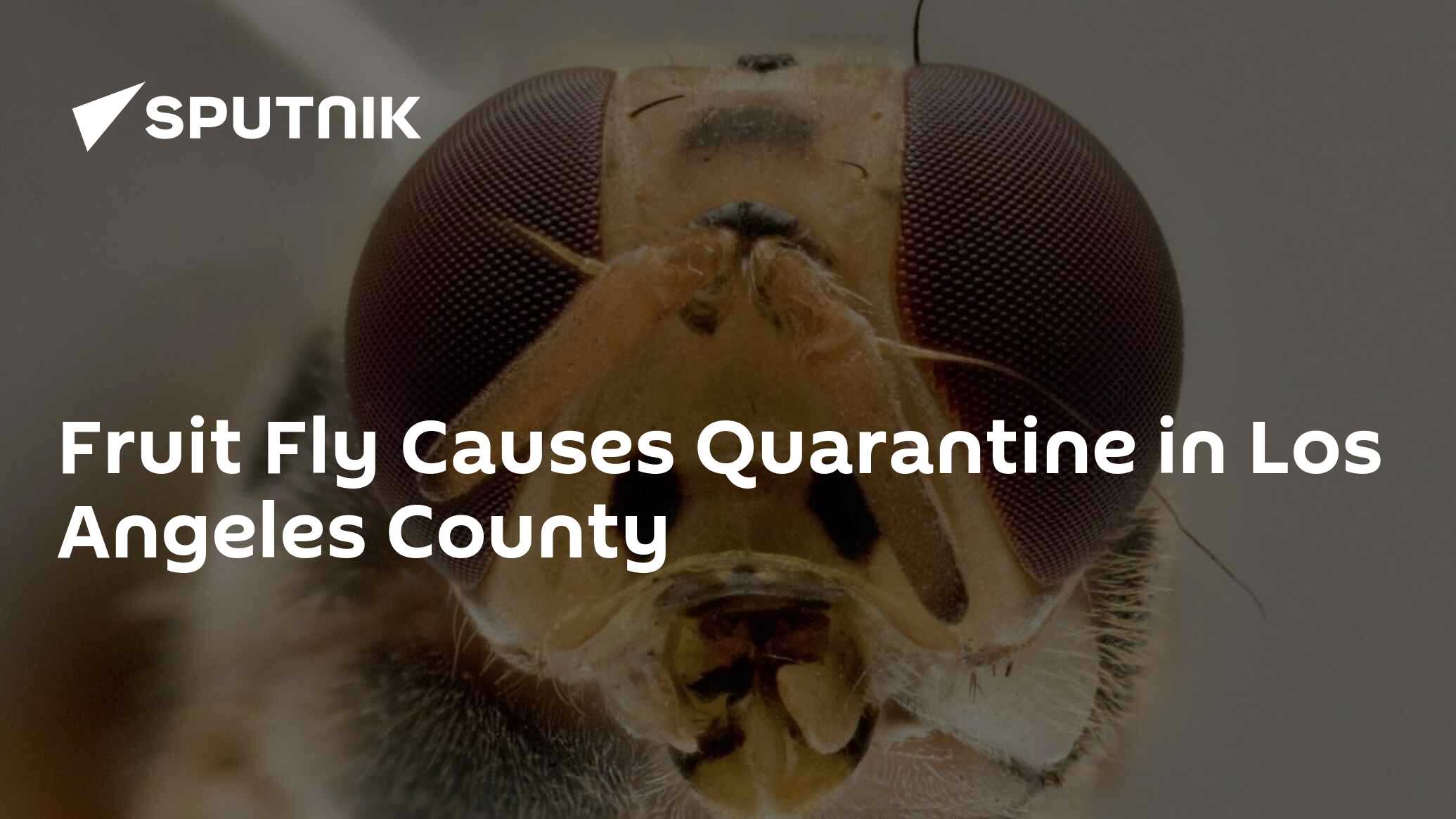 Portion of Los Angeles quarantined over fruit fly infestation