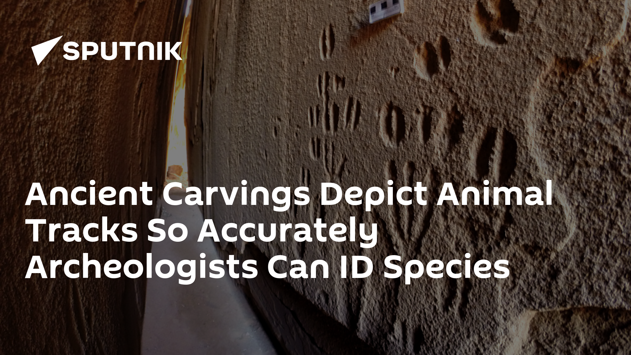 Carvings Depicted Animal Tracks So Accurately Archeologists Can ID Species, Sex - Vimarsana News