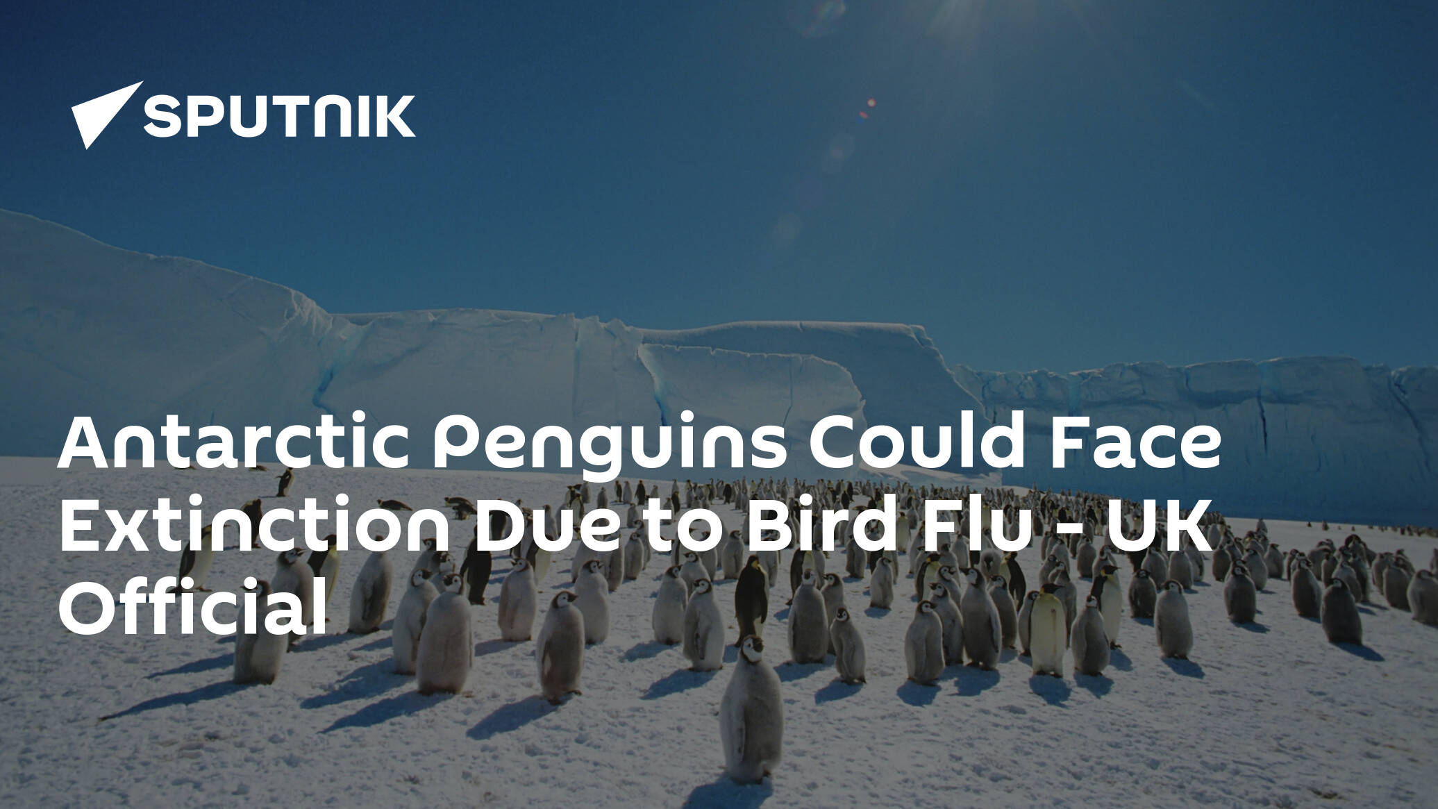 Antarctic Penguins Could Face Extinction Due to Bird Flu - UK Official