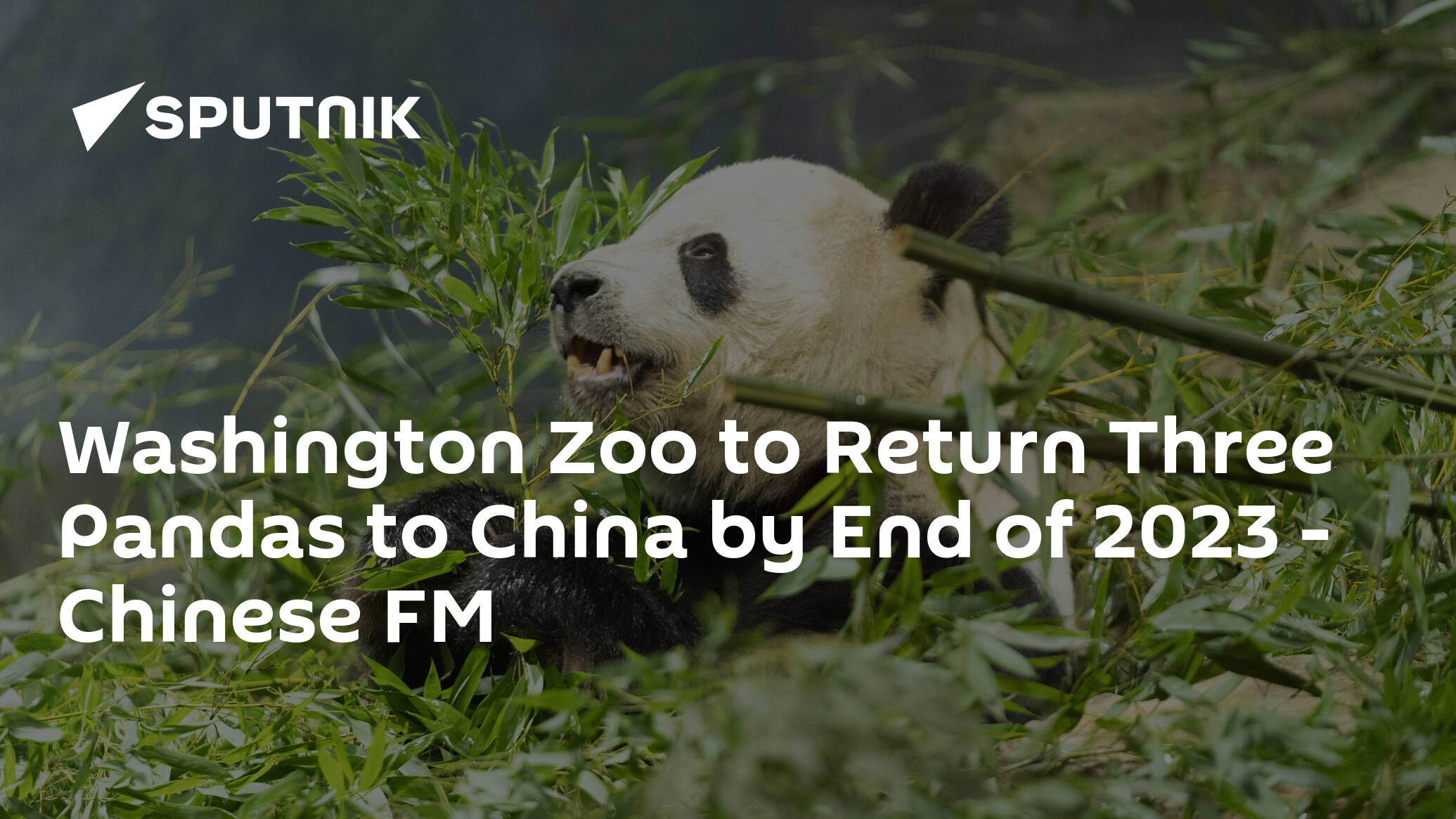 Washington Zoo to Return Three Pandas to China by End of 2023 – Chinese FM