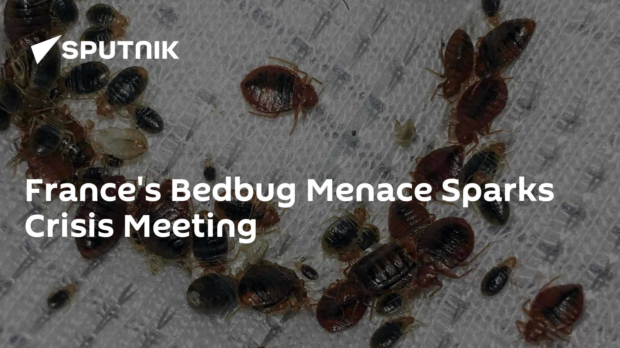 France S Bedbug Menace Sparks Crisis Meeting 06 10 2023 Sputnik   1113986001 