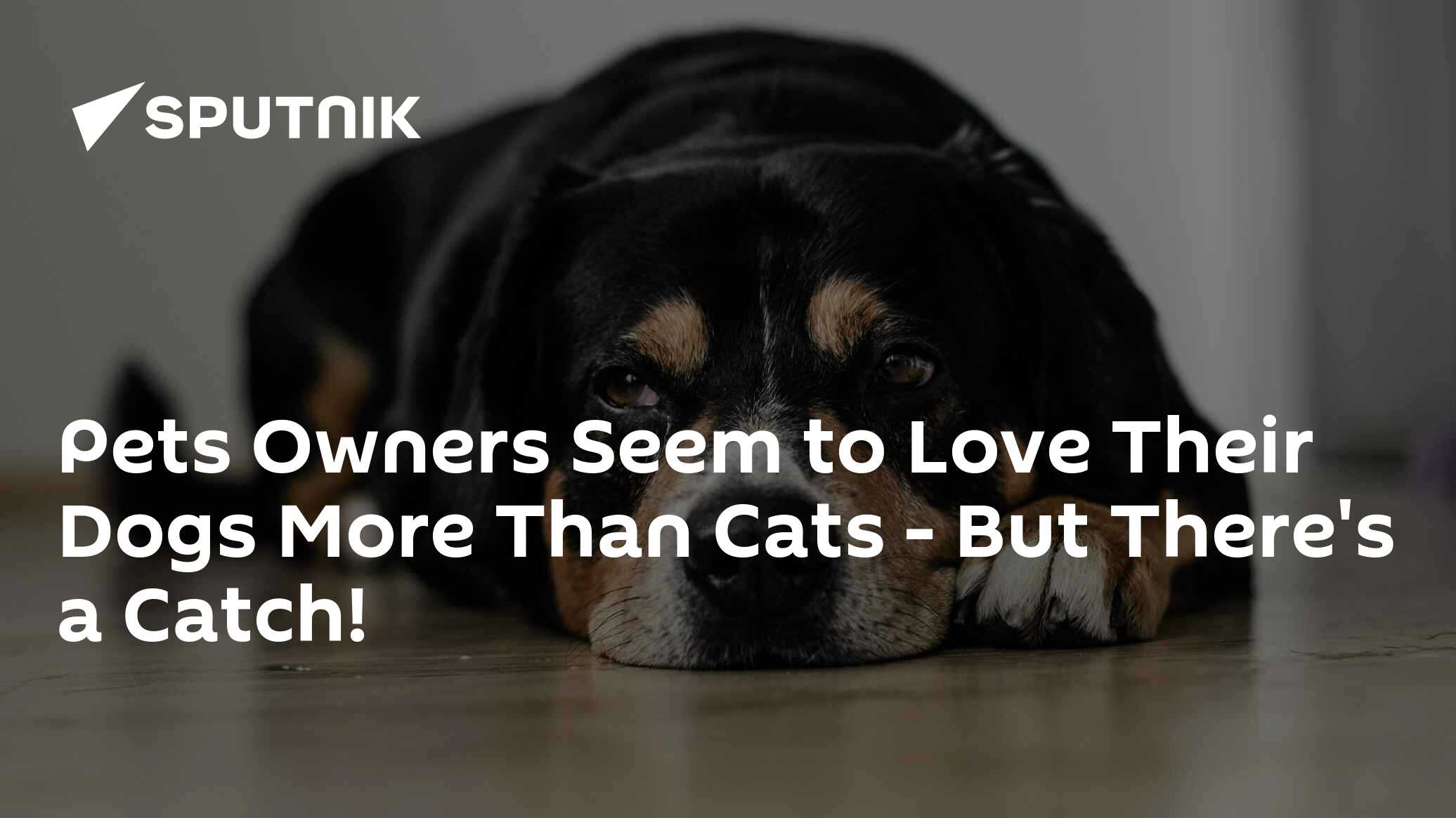 Pets Owners Seem to Love Their Dogs More Than Cats - But There's a Catch! - Vimarsana News