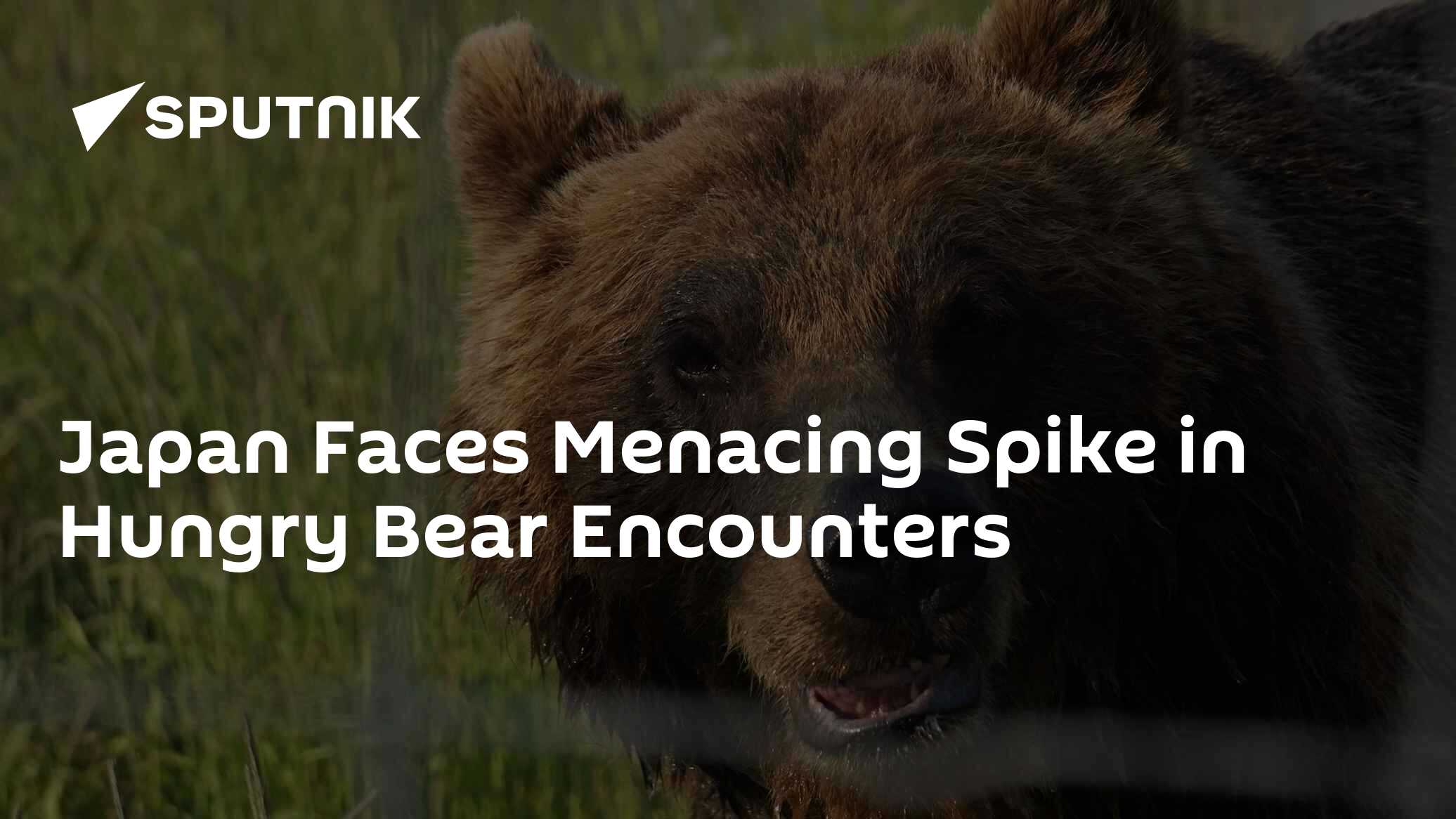 Japan Faces Menacing Spike in Hungry Bear Encounters - Vimarsana News