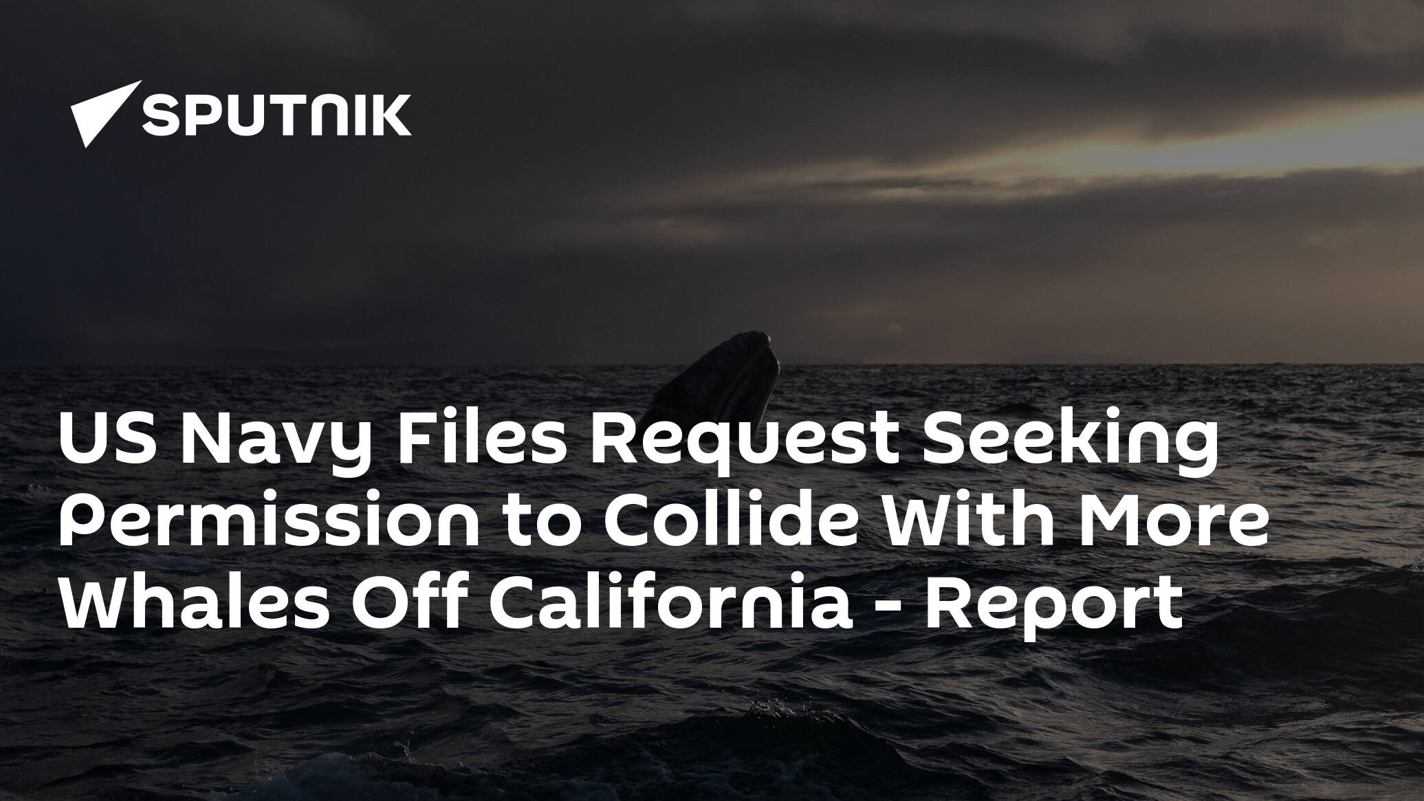 US Navy Files Request Seeking Permission to Collide With More Whales Off California – Report