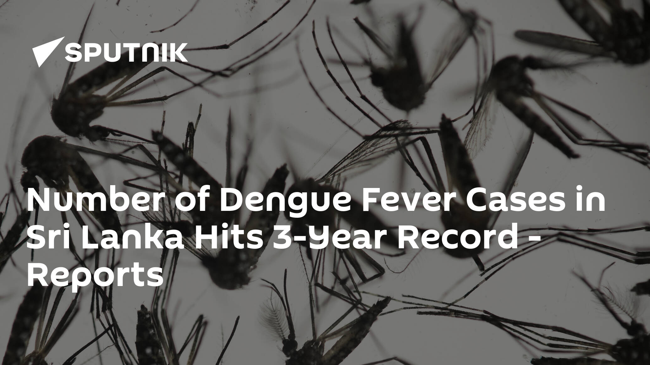 Number of Dengue Fever Cases in Sri Lanka Hits 3-Year Record – Reports