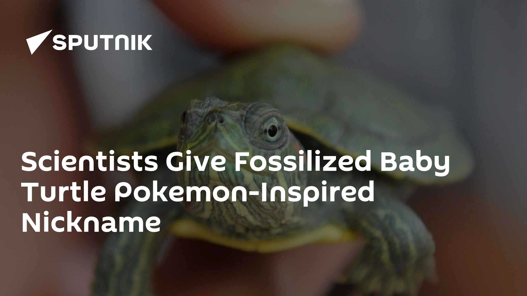 Scientists Give Fossilized Baby Turtle Pokemon-Inspired Nickname - Vimarsana News