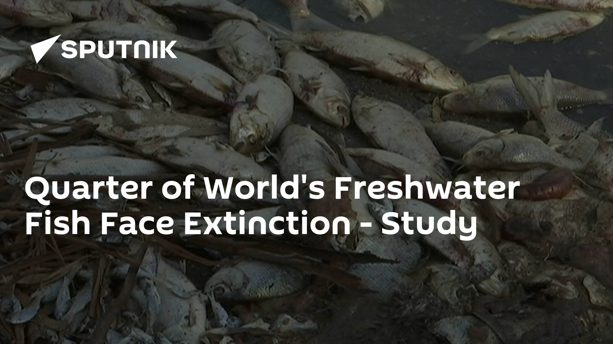 Quarter of world's freshwater fish at risk of extinction, according to  assessment, Fish