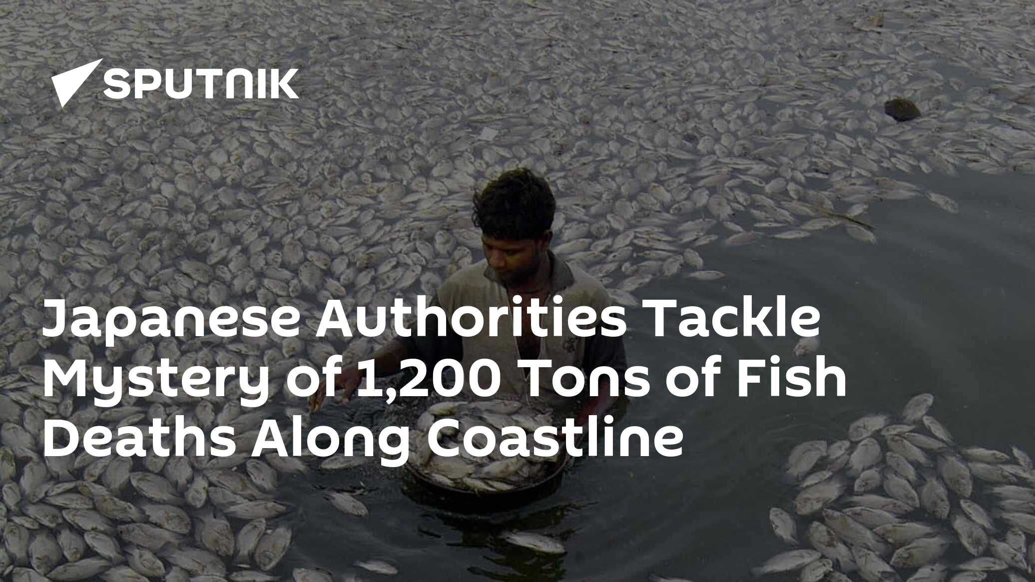 Japanese Authorities Tackle Mystery of 1,200 Tons of Fish Deaths Along Coastline - Vimarsana News