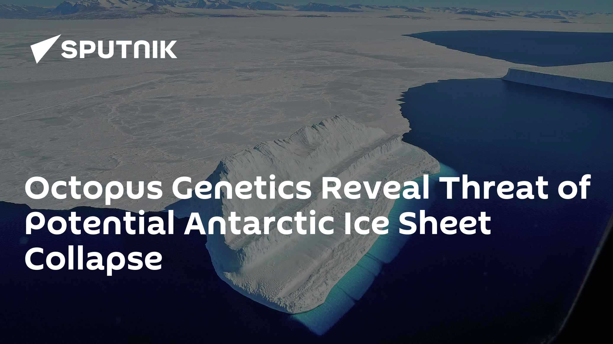 Octopus Genetics Reveal Threat of Antarctic Ice Sheet Collapse - Vimarsana News