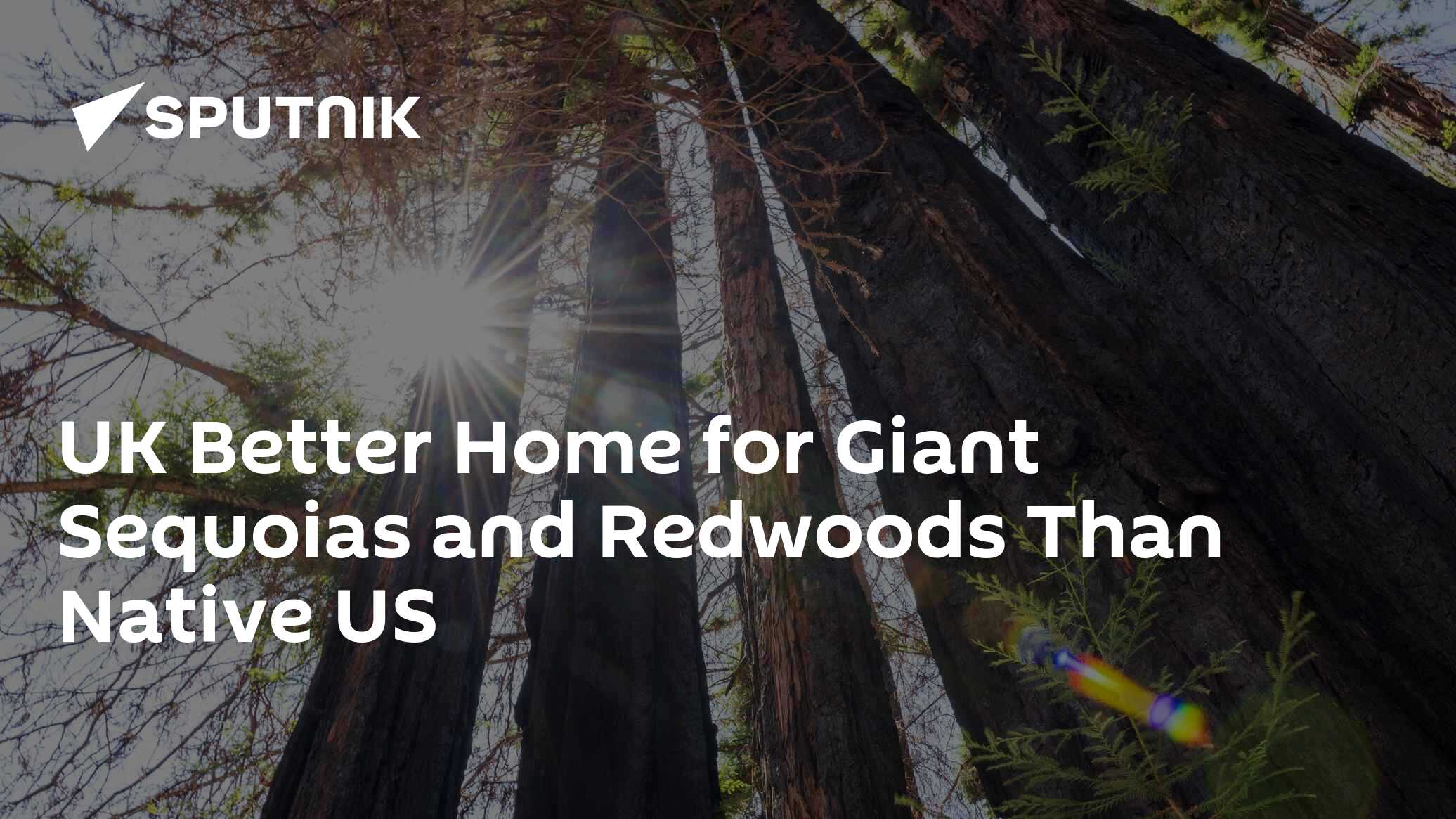 UK Better Home for Giant Sequoias and Redwoods Than Native US - Vimarsana News
