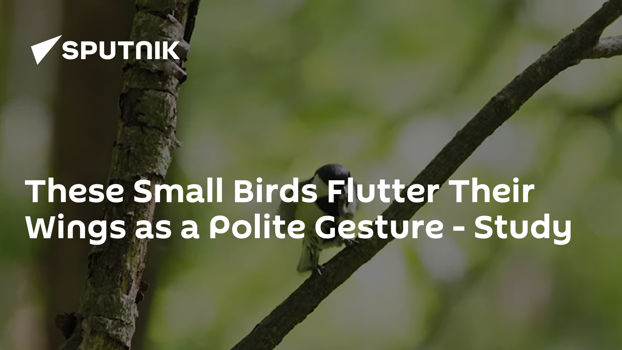 QnA VBage These Small Birds Flutter Their Wings as a Polite Gesture - Study
