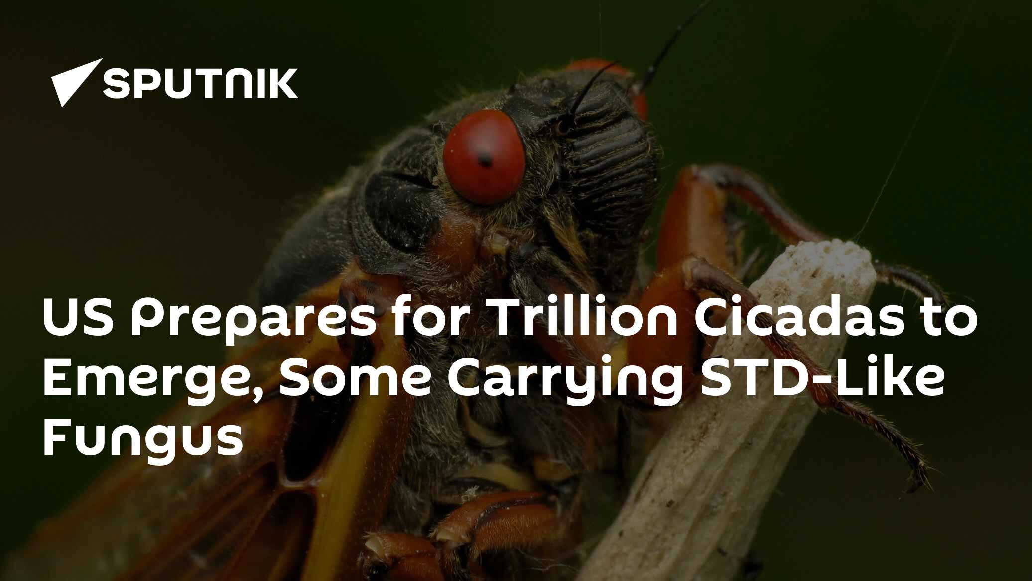 US Prepares for a Trillion Cicadas to Emerge - Vimarsana News
