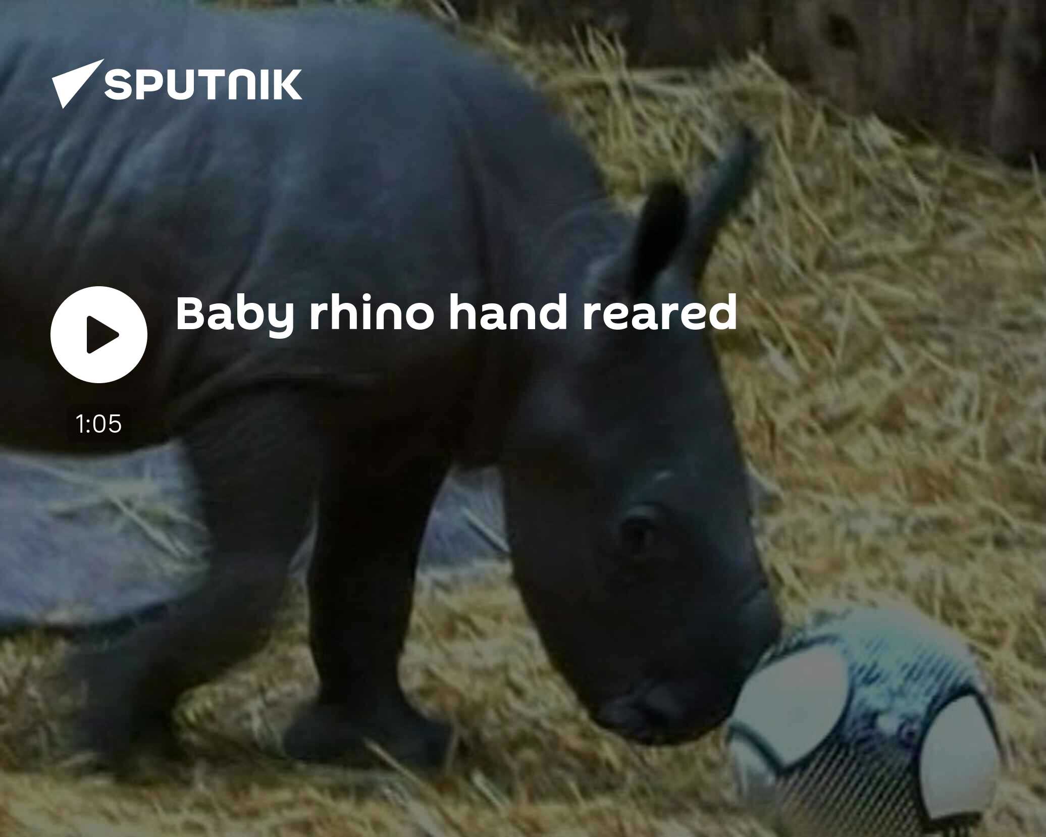 Baby Rhino Hand Reared - 29.09.2009, Sputnik International