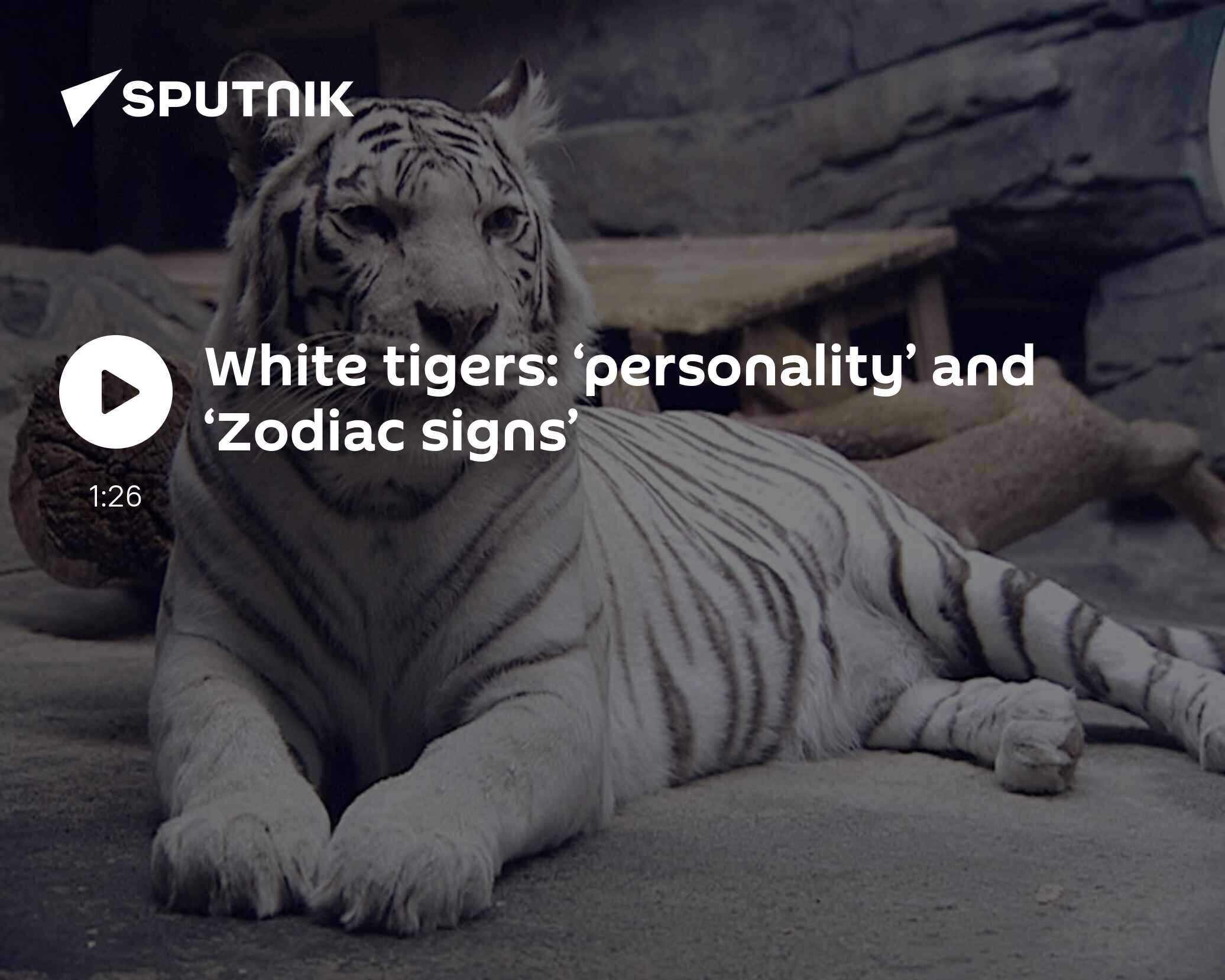 White tigers ‘personality’ and ‘Zodiac signs’ 12.01.2010, Sputnik