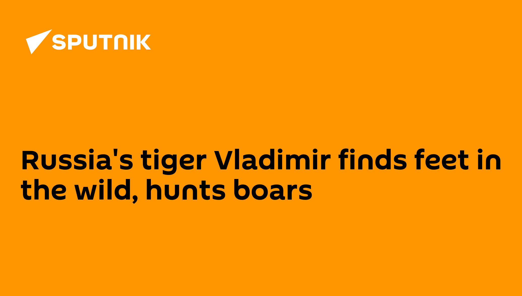 Russia's tiger Vladimir finds feet in the wild, hunts boars - 03.02. ...