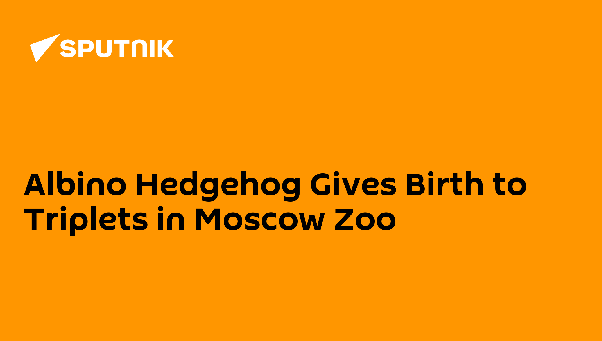 Albino Hedgehog Gives Birth to Triplets in Moscow Zoo 25.07.2013